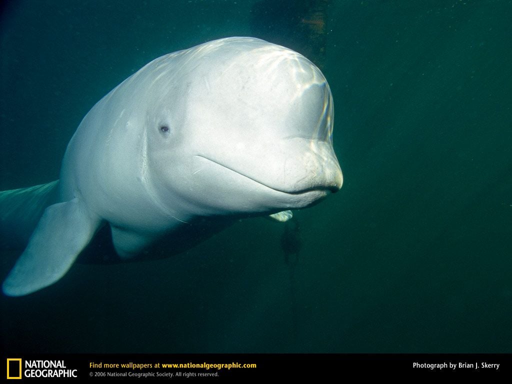 Beluga Phone Screensaver Wallpapers - Wallpaper Cave