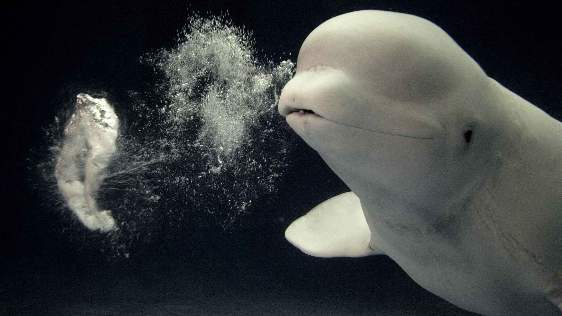 Beluga Whale Background. Beluga Whale