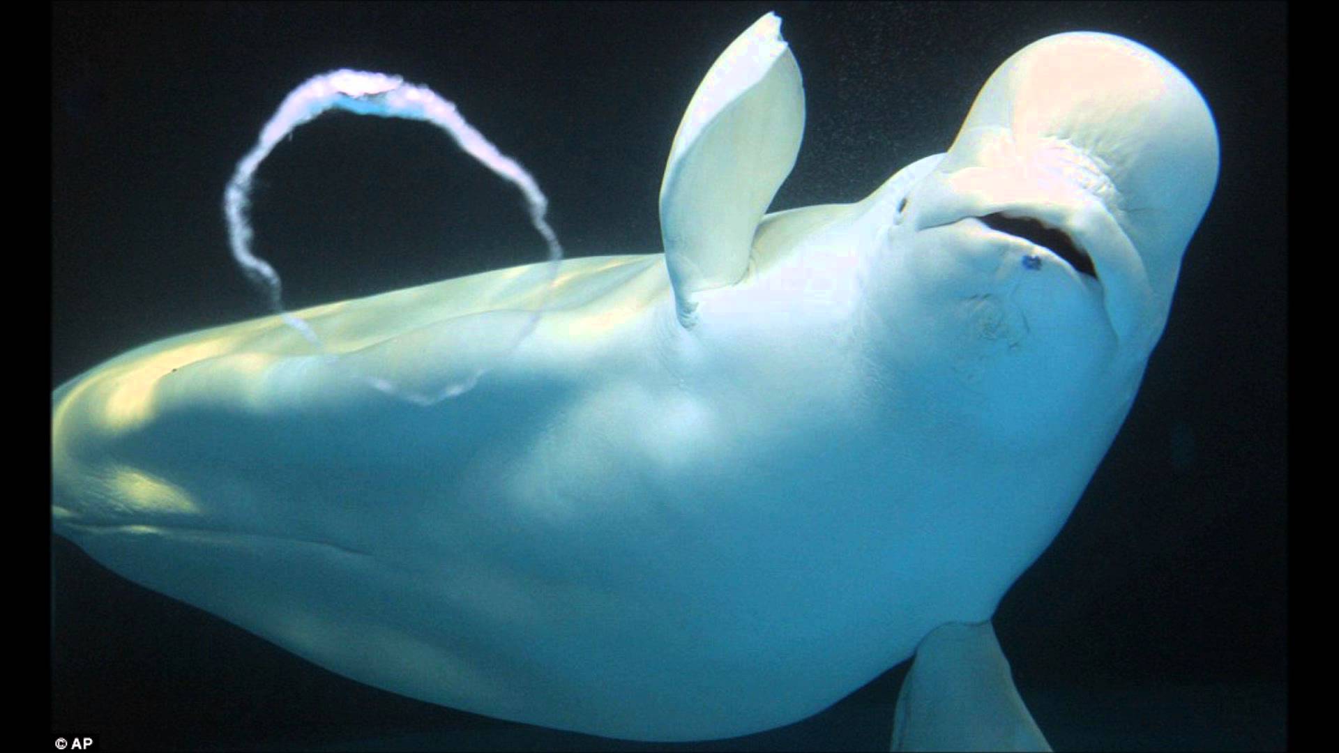 Beluga Whale Background. Beluga Whale