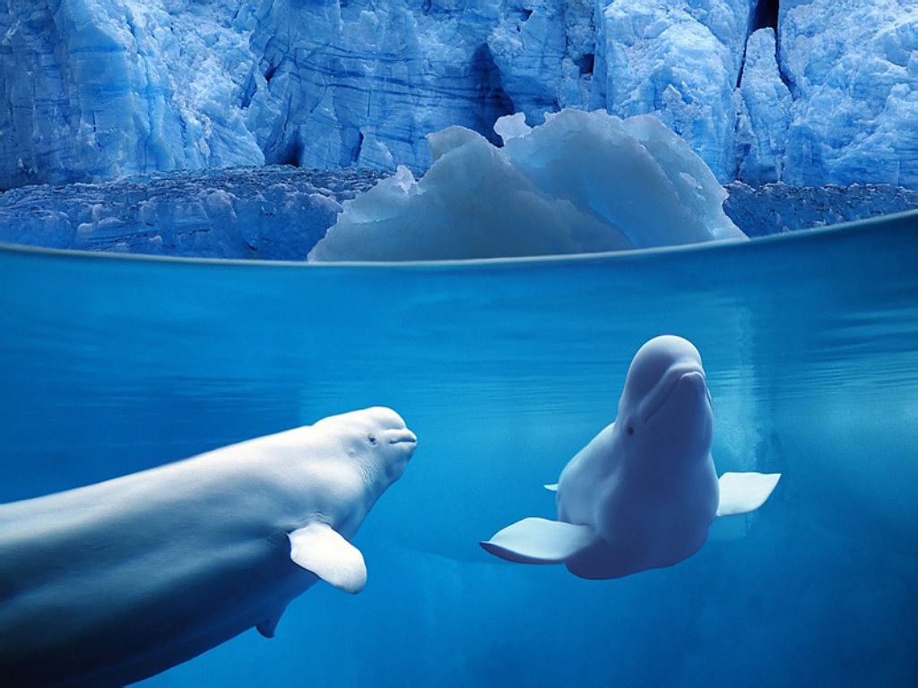 Free download belugas under water background water animal desktop