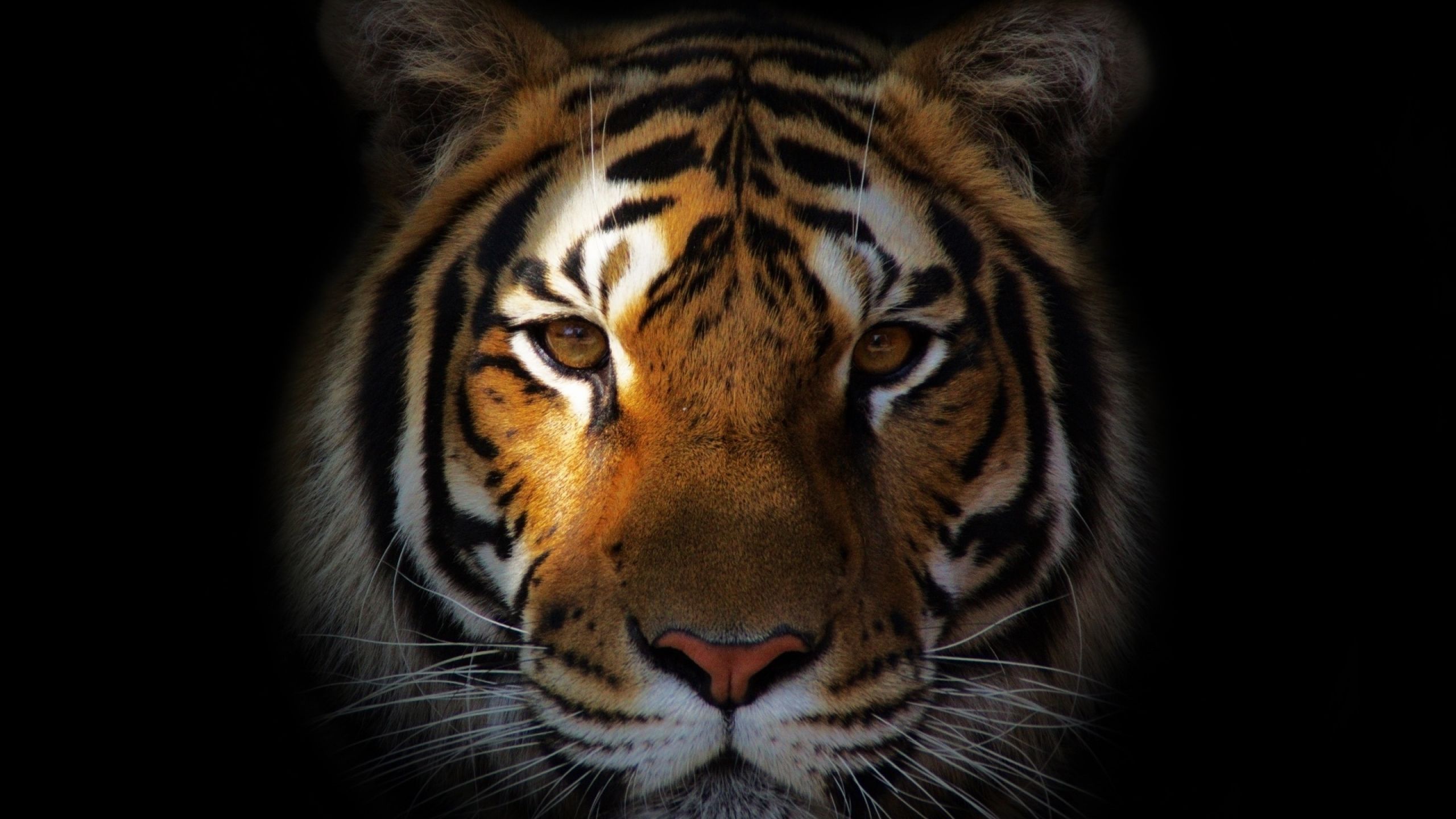 tiger, predator, snout 1440P Resolution Wallpaper, HD