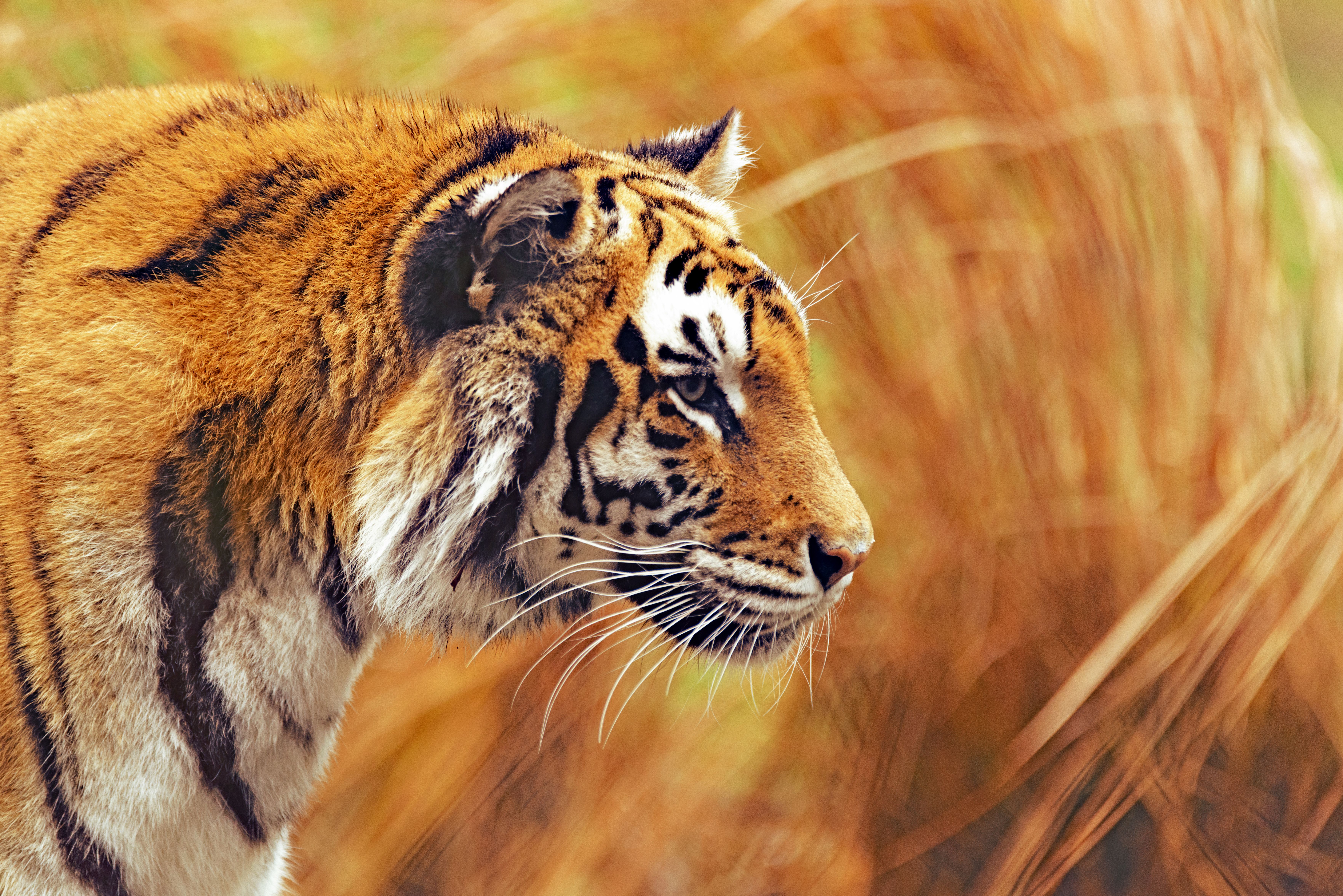 Download wallpaper 7052x4706 tiger, predator, wildlife, big cat