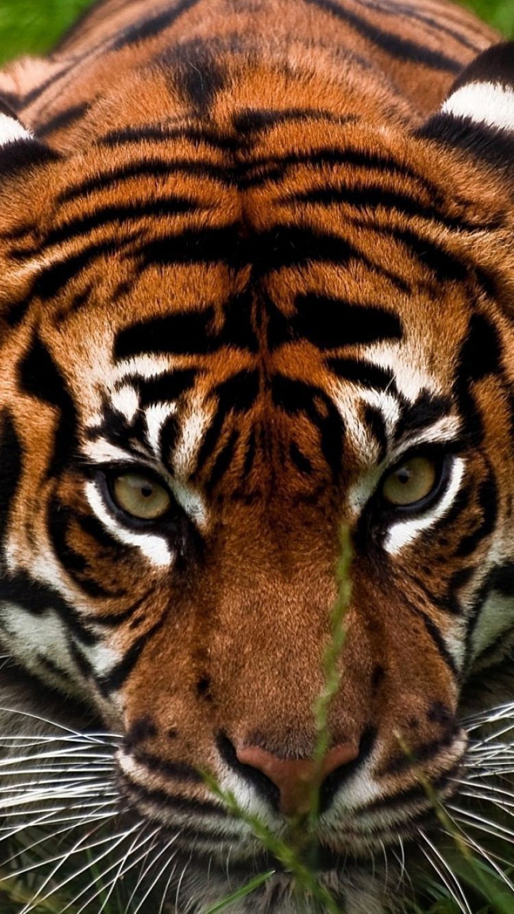 Tiger Face Wallpaper