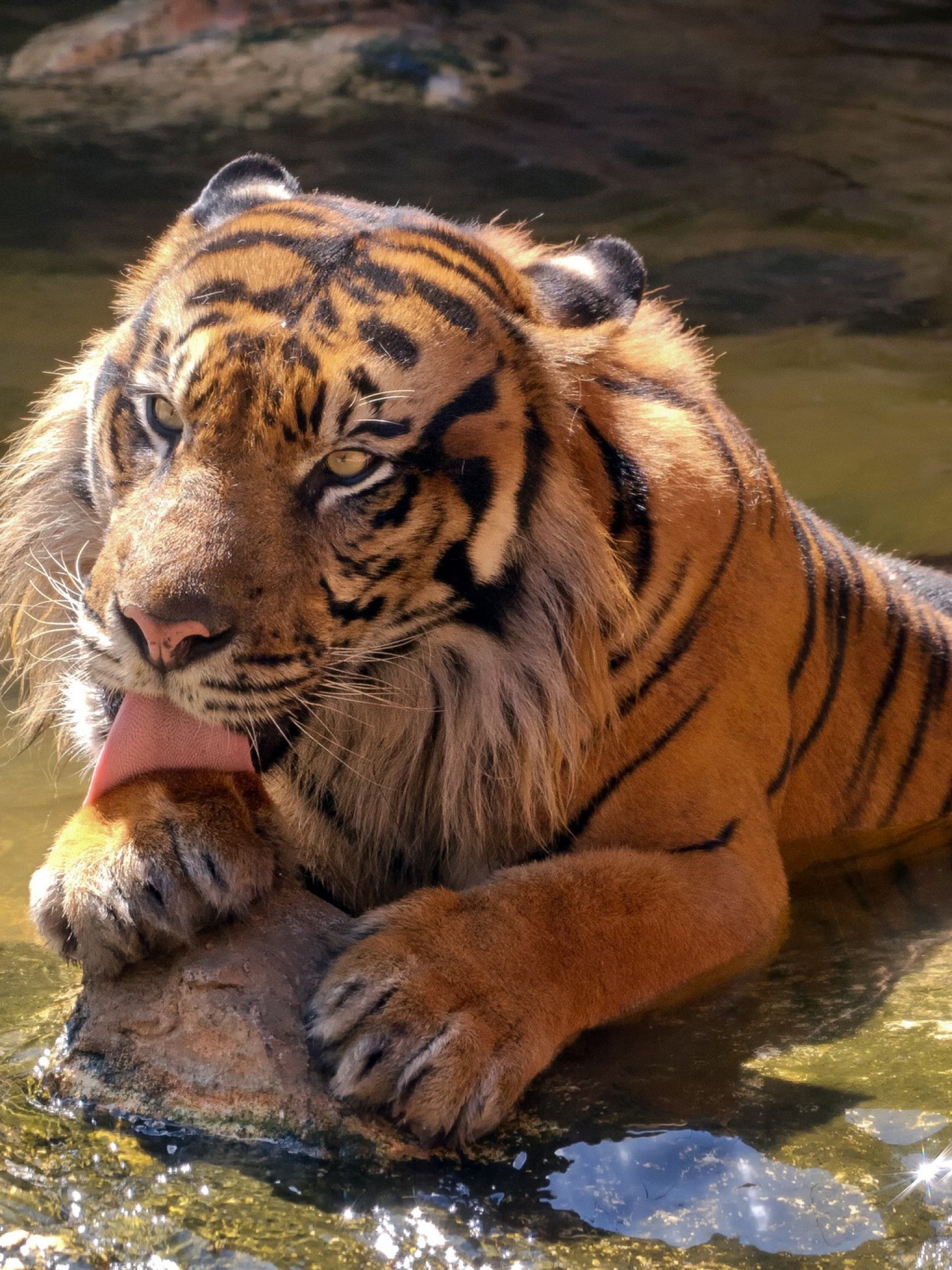Wallpaper Sumatran tiger, Zoo, Happy, Cool, Animals