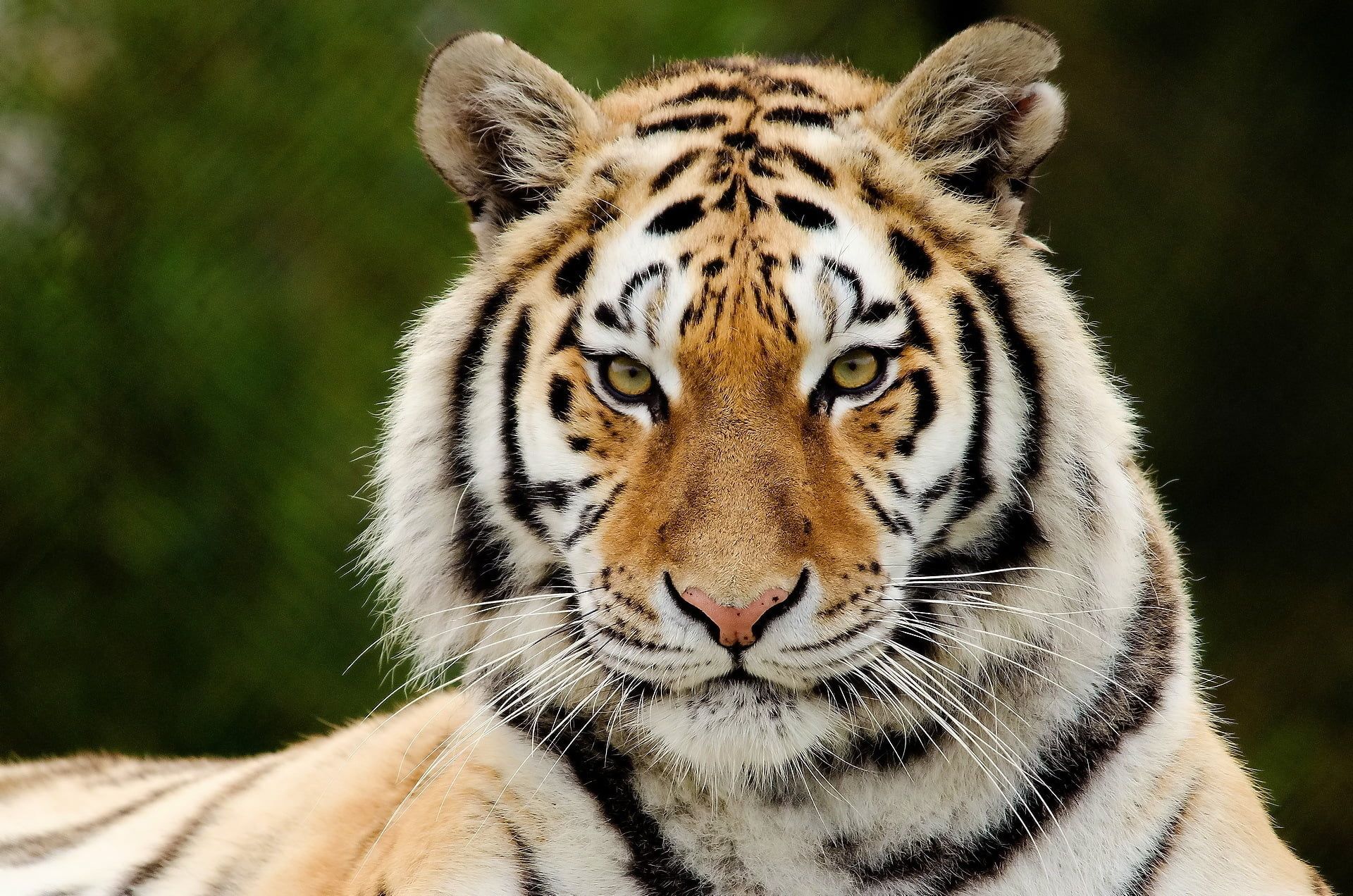 Orange and white Bengal Tiger HD wallpaper