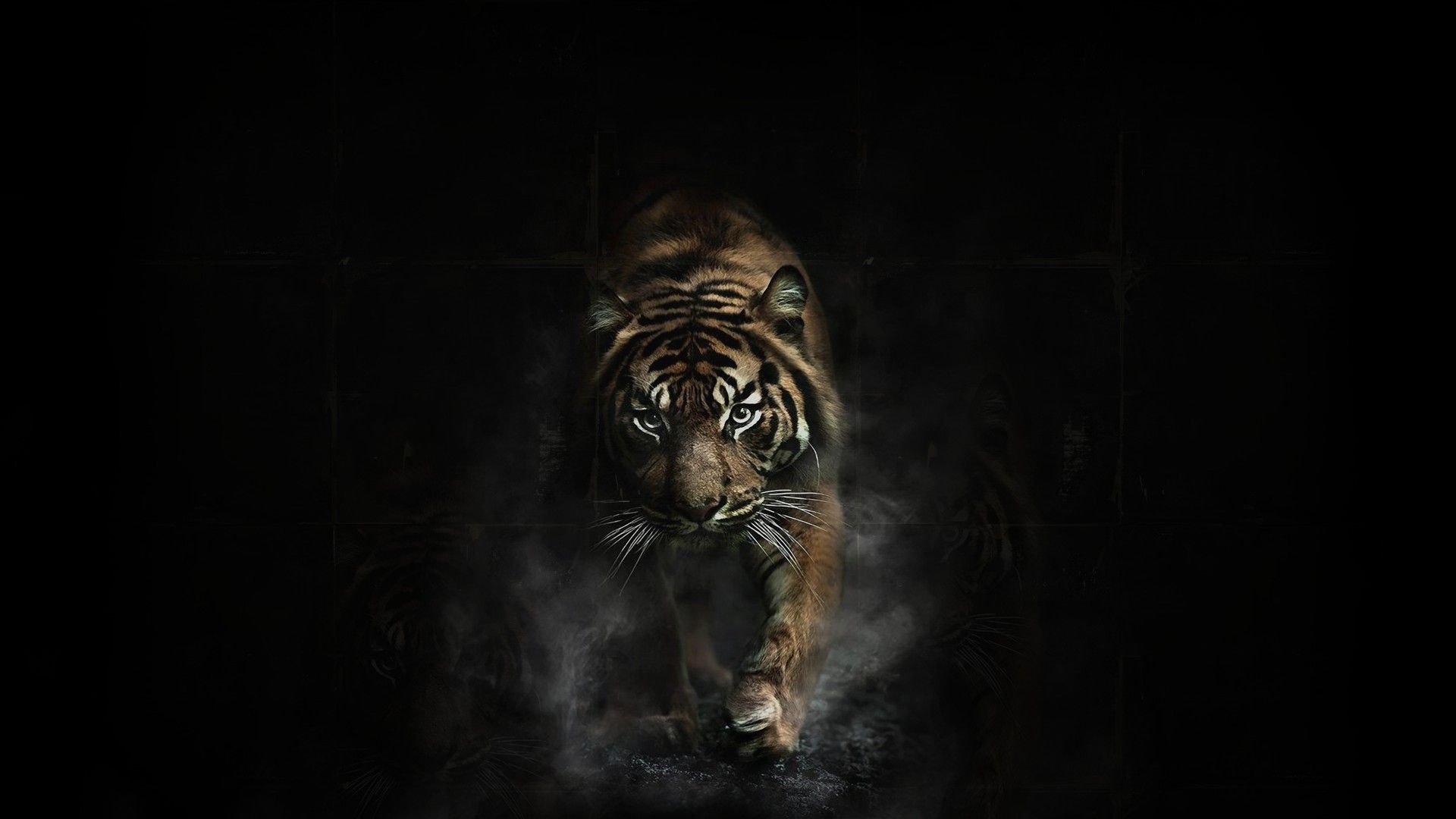 Tiger wallpaperDownload free awesome High Resolution