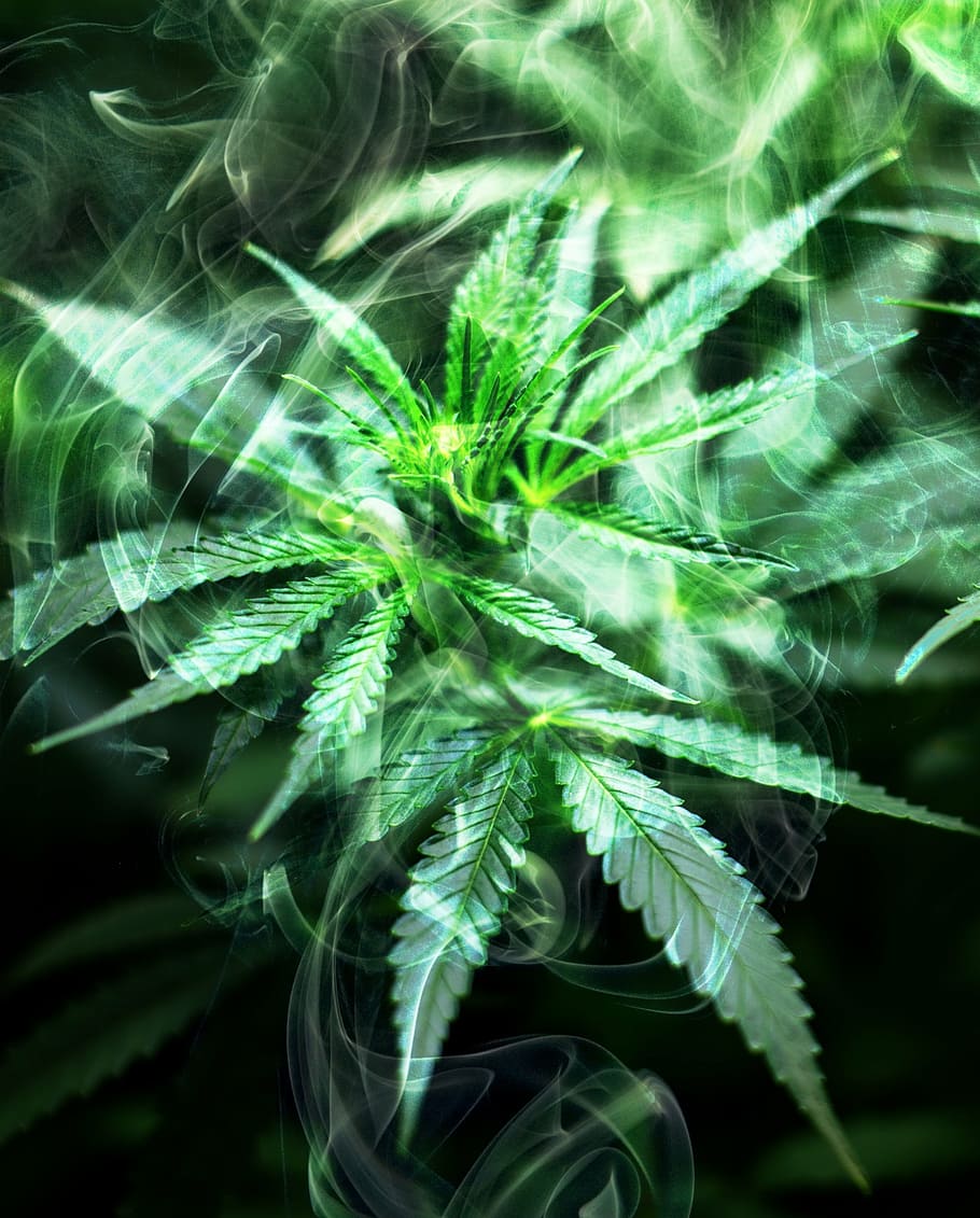 HD wallpaper: mist on Cannabis leaves, smoke, marijuana, weed
