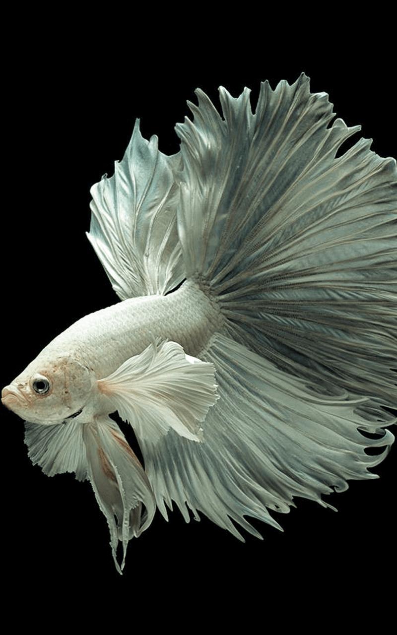 HD Betta Fish Wallpaper for Android