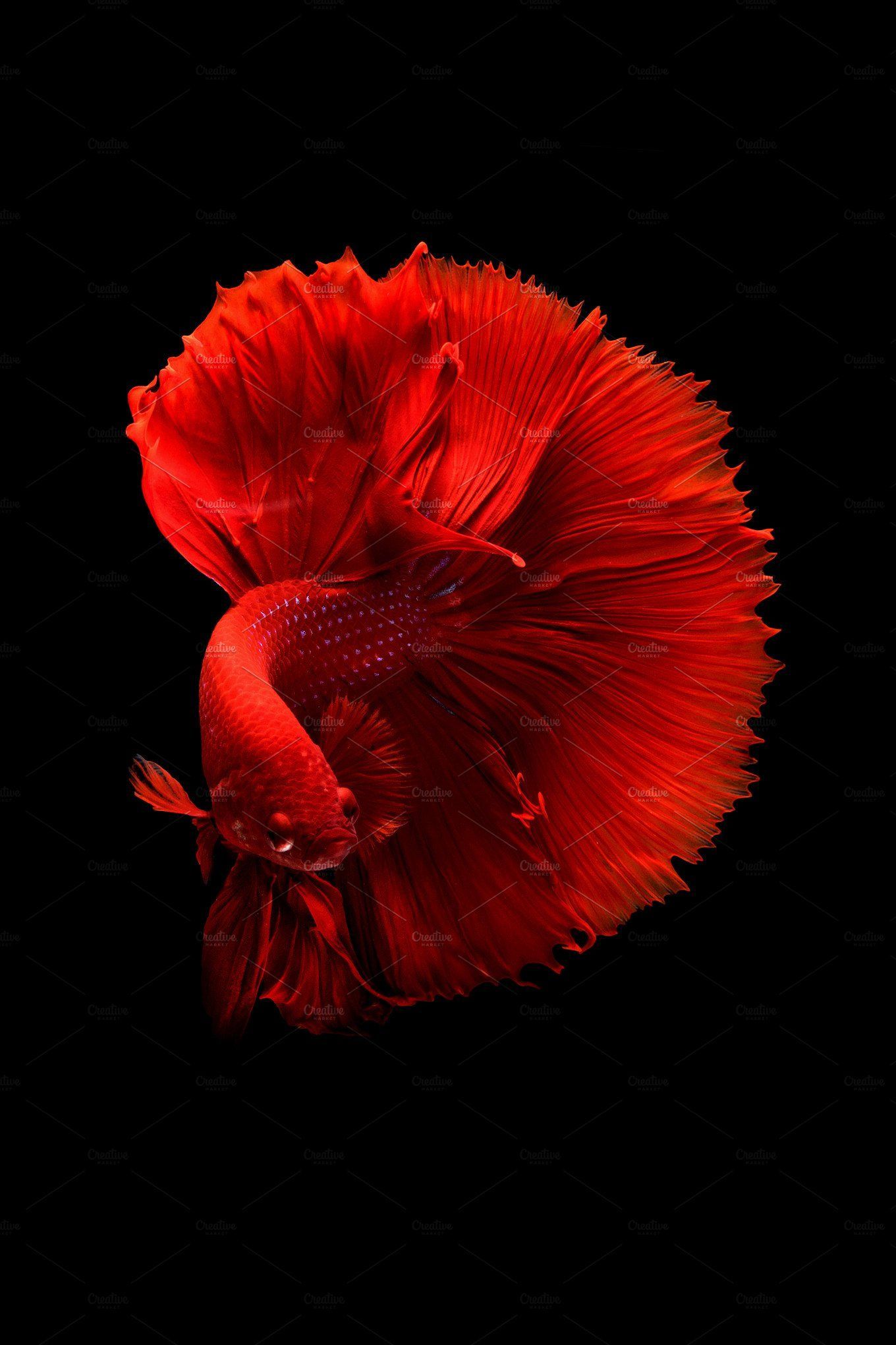 Wallpaper  iOS Ipod iPad iPhone Siamese fighting fish 1080x1920   alexvnsc  1393043  HD Wallpapers  WallHere