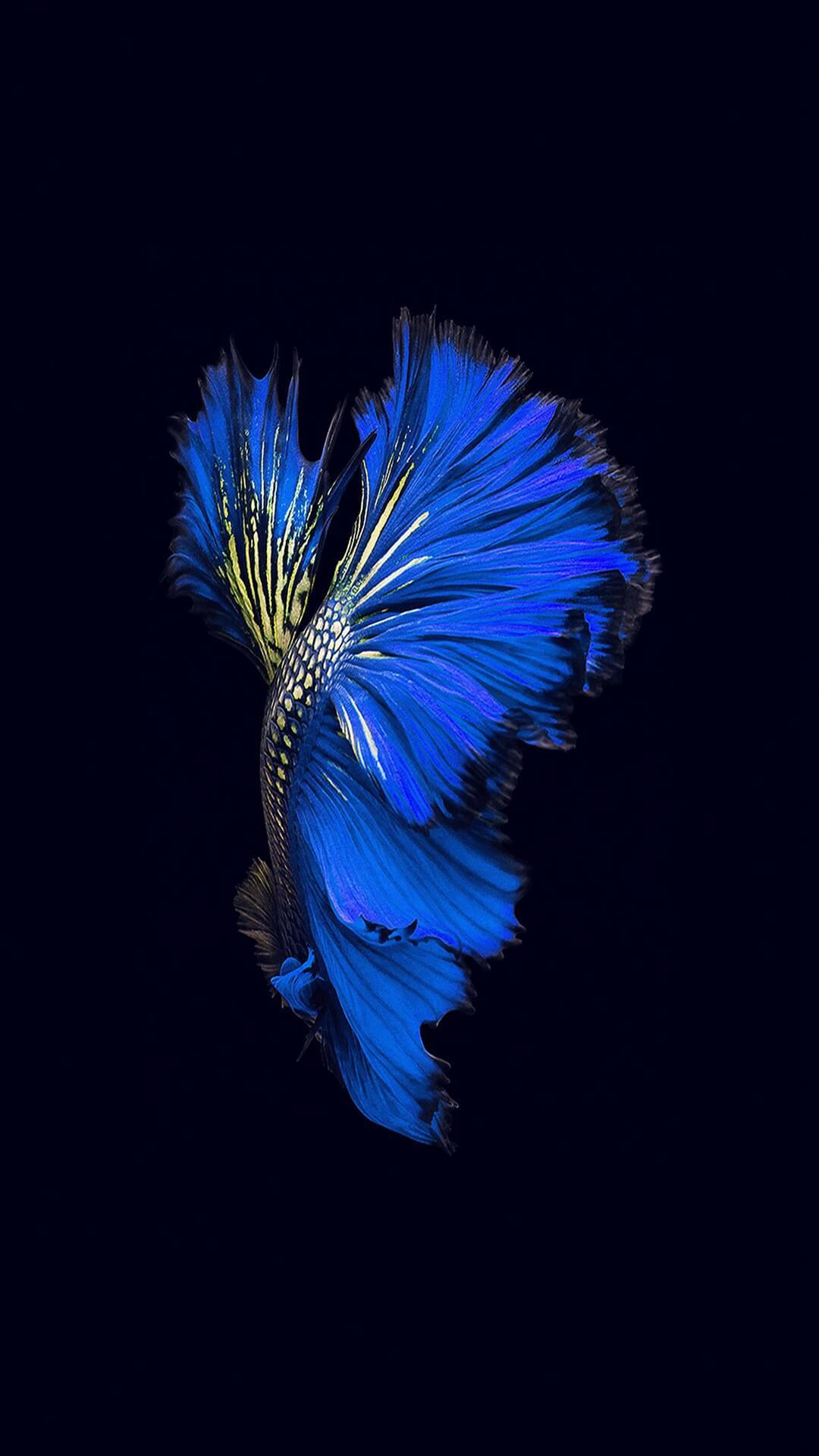 MKP-080)AAA Royal Blue Over Halfmoon Rosetail Male Betta – Coast Gem USA