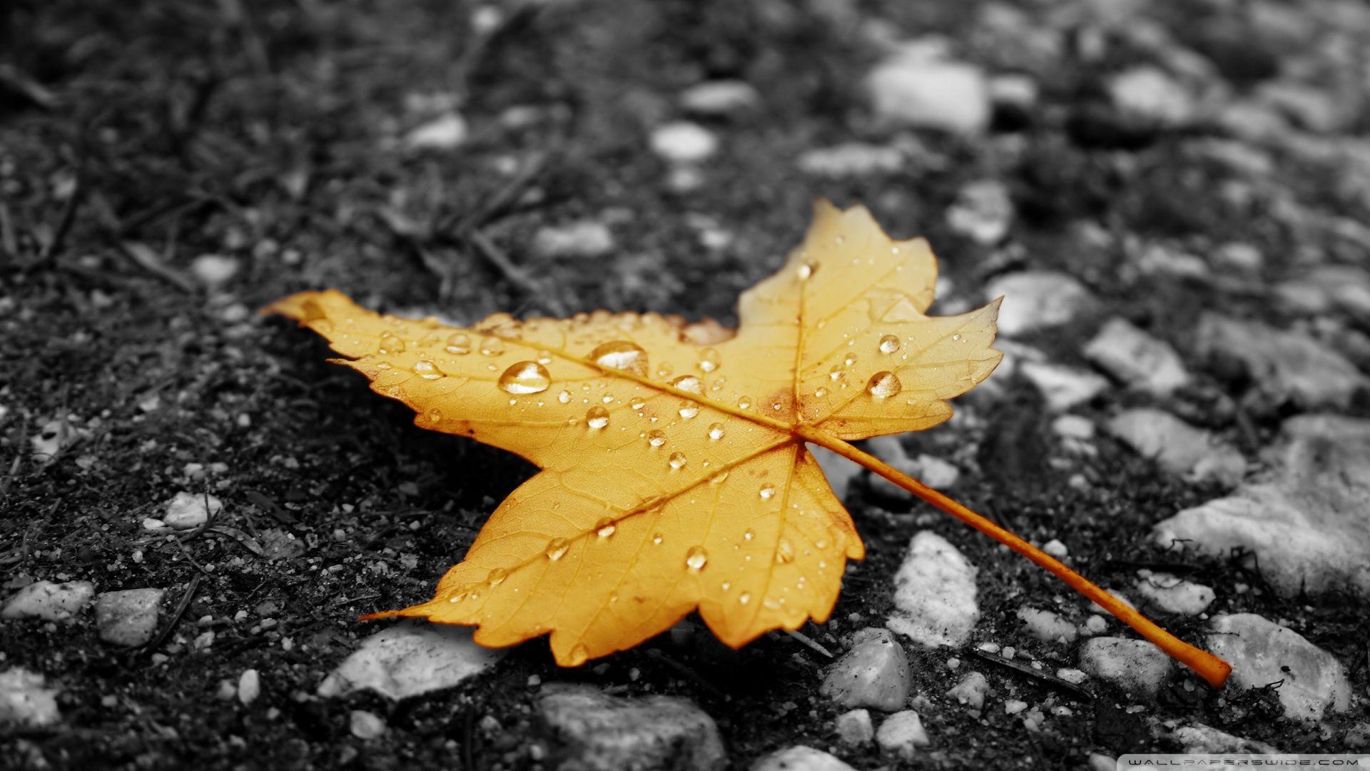 Raindrops On Fallen Leaf ❤ 4K HD Desktop Wallpaper for 4K Ultra HD