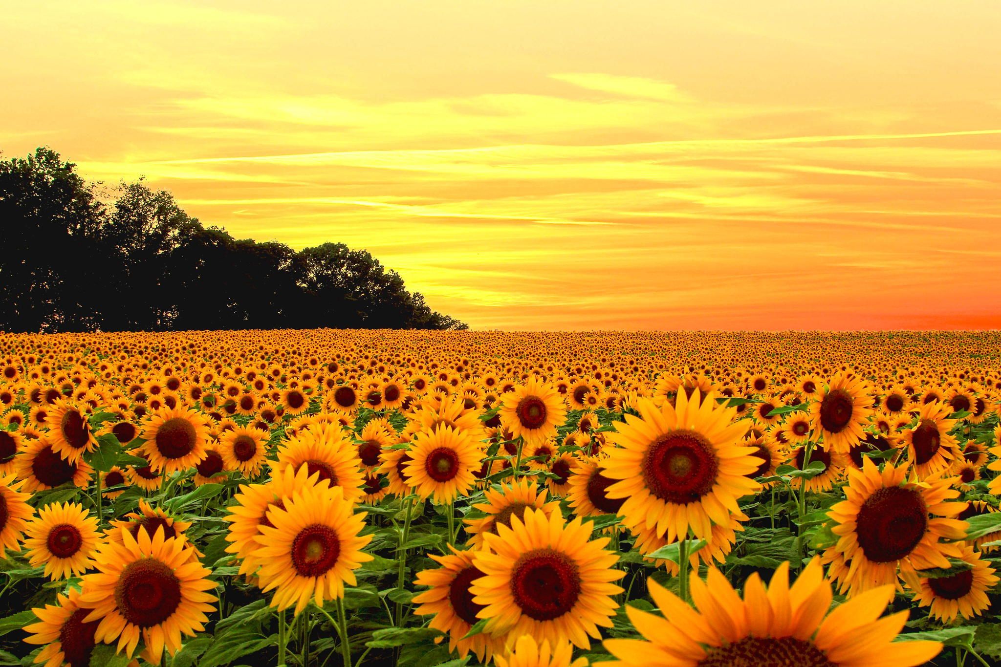 Sunflower Fields. Fotografia de paisagem, Por do sol, Flores do sol