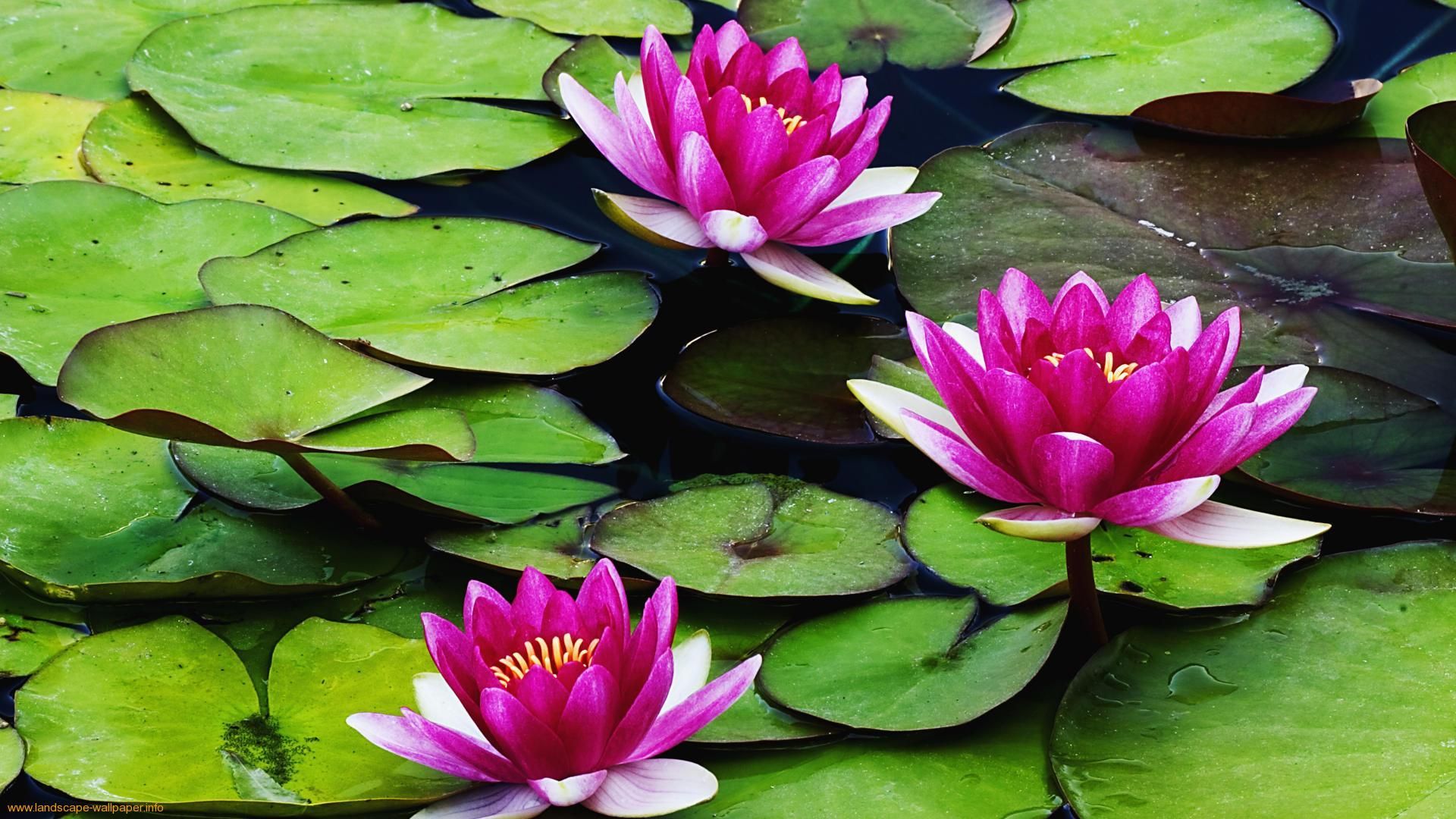Lotus Lake Wallpaper