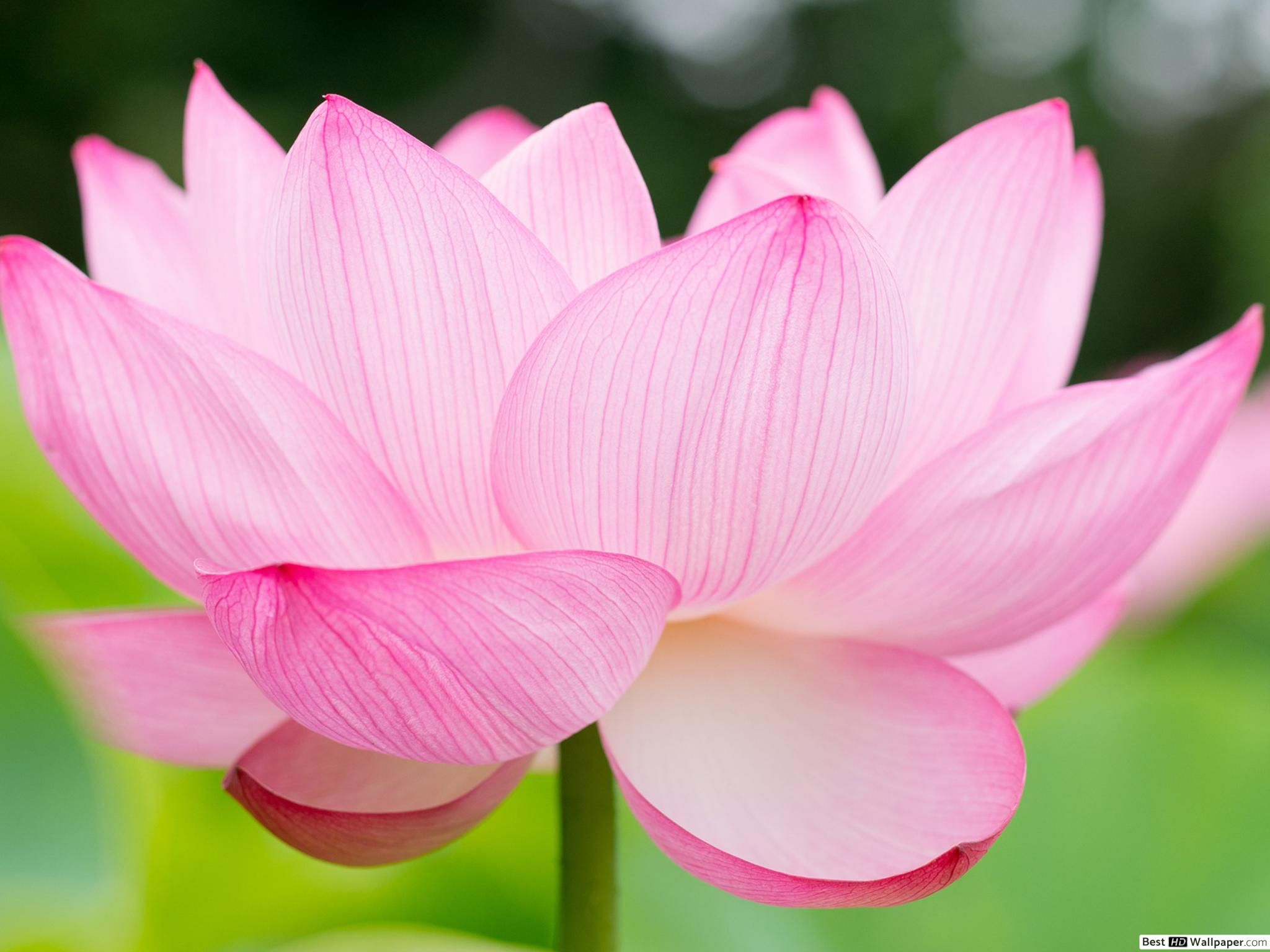 Lotus Rose Mix Wallpapers - Wallpaper Cave