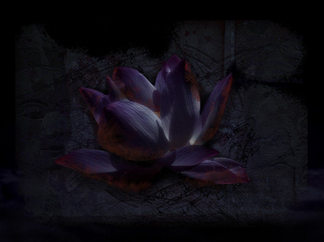 Flower Wallpapers Black Lotus.