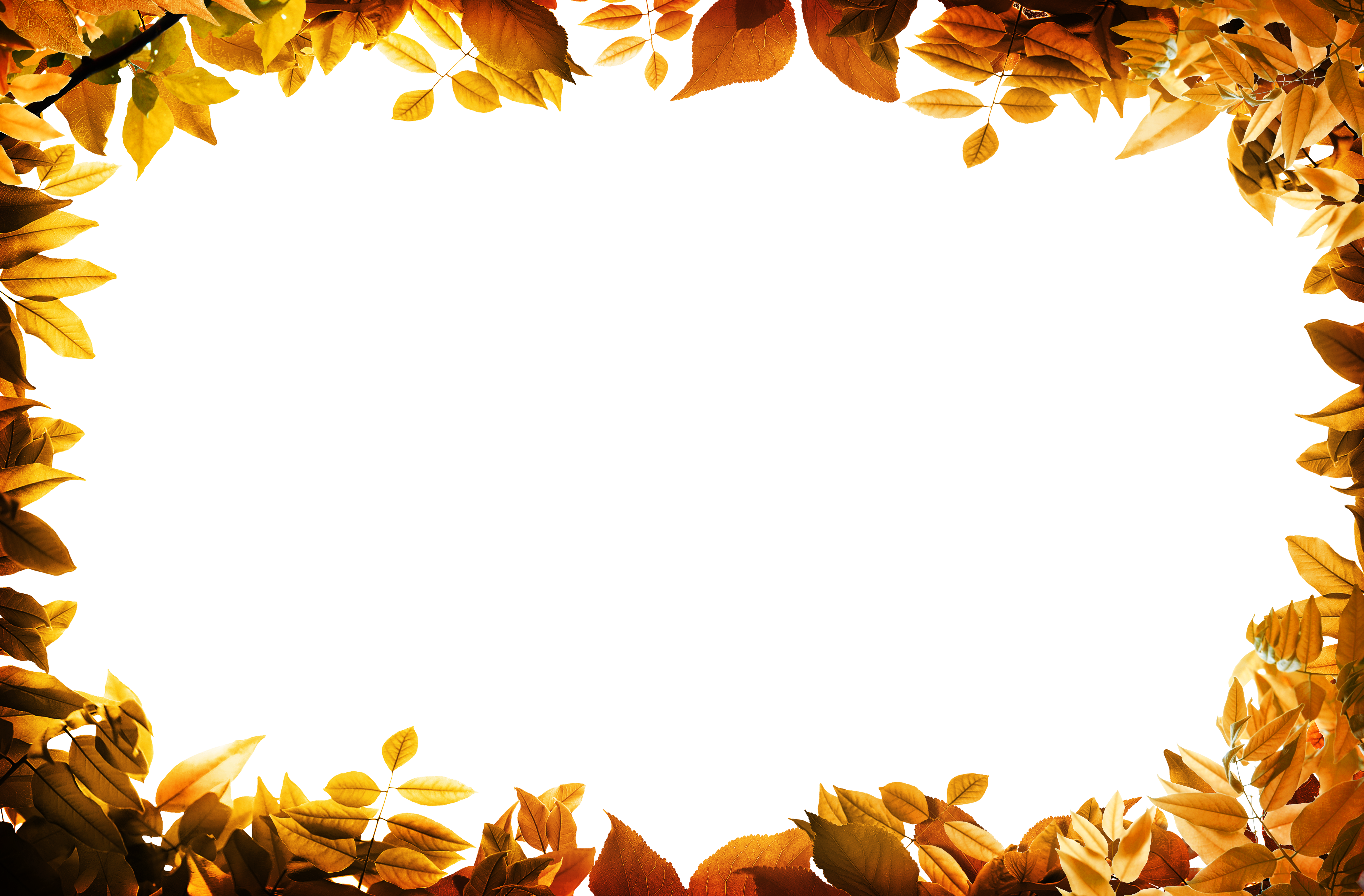 Film Frame, Leaf, Autumn, Orange, Computer Wallpaper