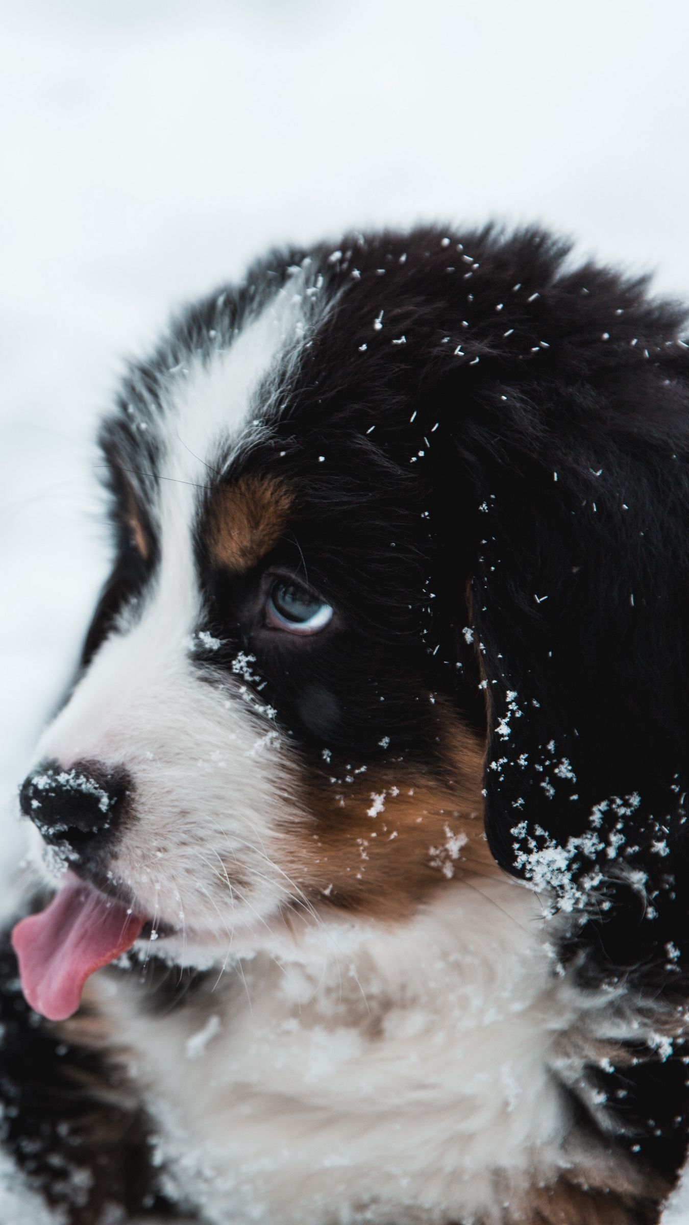 Download wallpaper 1350x2400 puppy, dog, protruding tongue, snow