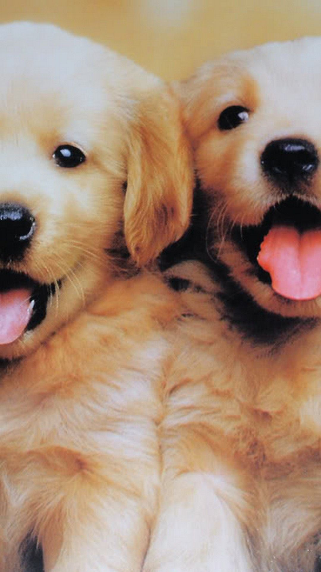 Puppy iPhone Wallpapers - Wallpaper Cave