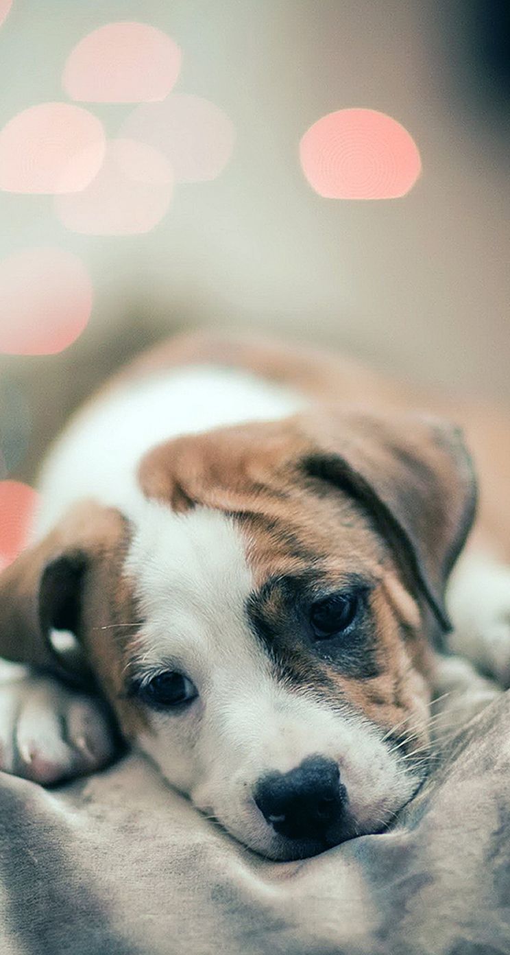 Sad puppy dog iphone 5s wallpaper for free