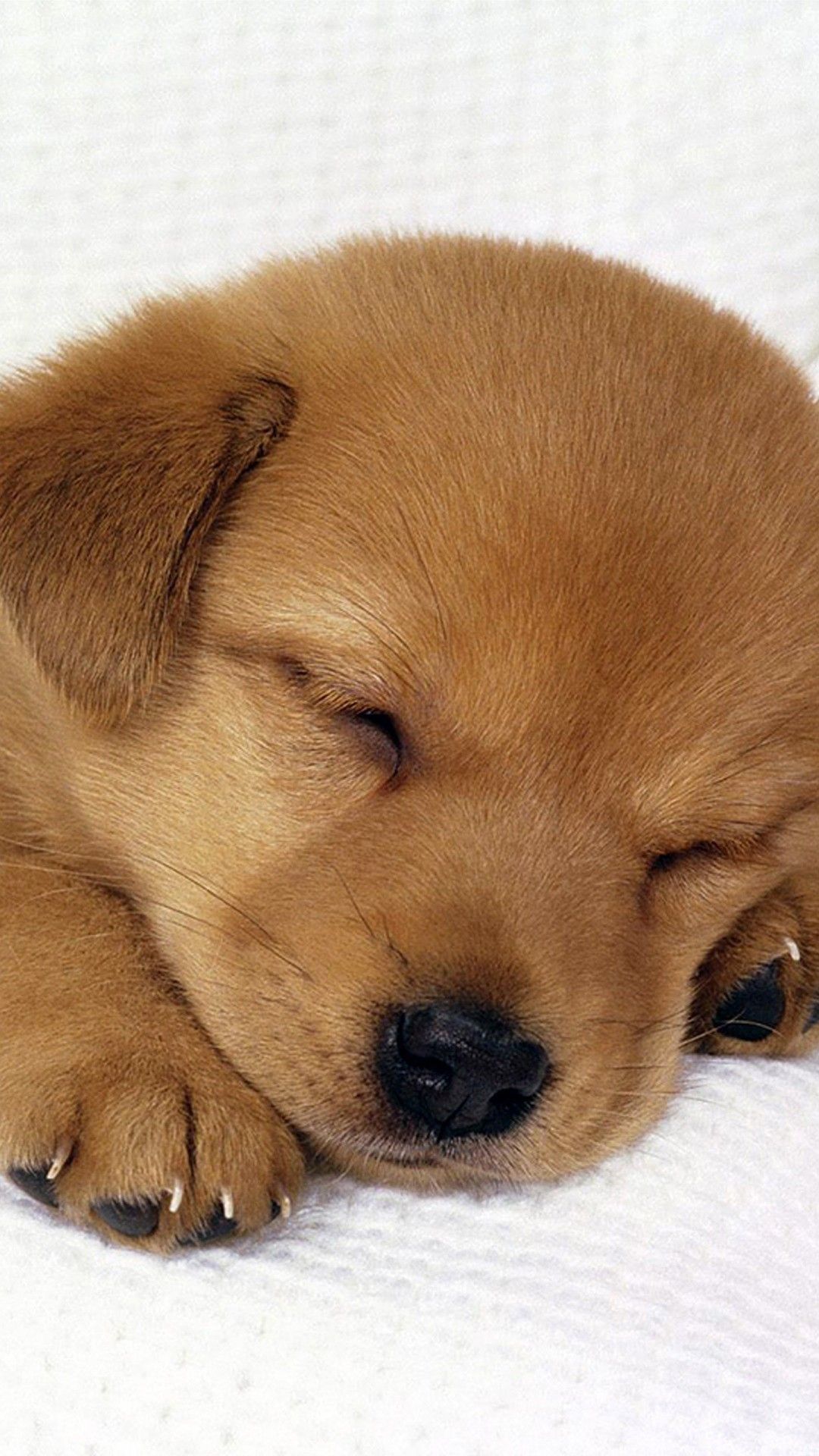 Cute Dog iPhone 6 HD phone wallpaper  Pxfuel