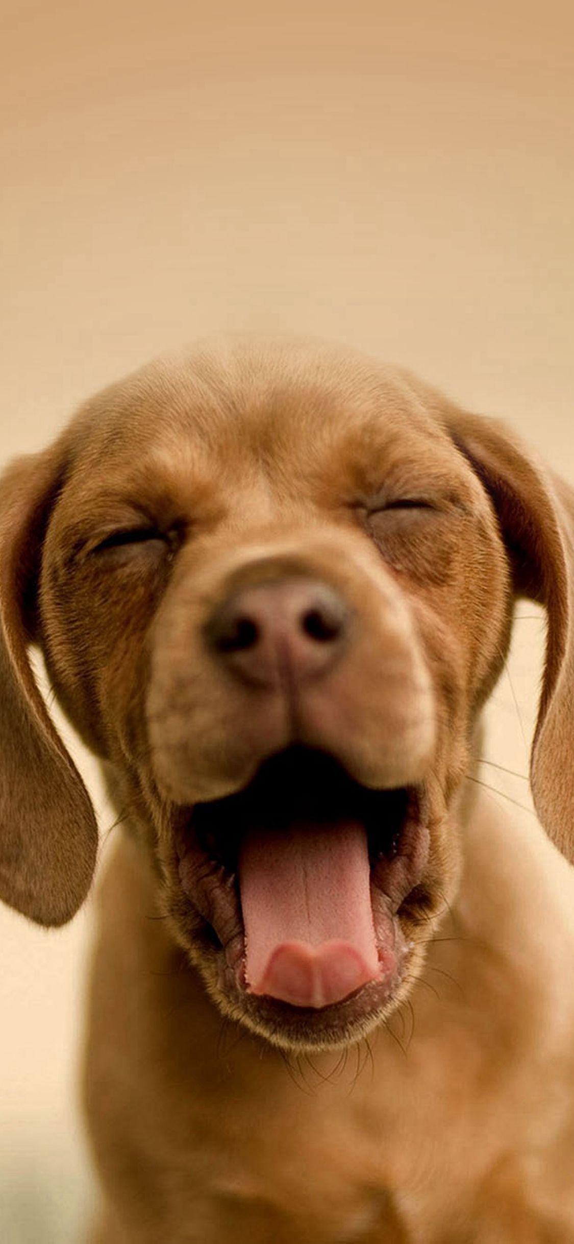 Cute Yawning Puppy iPhone X Wallpaper Free Download