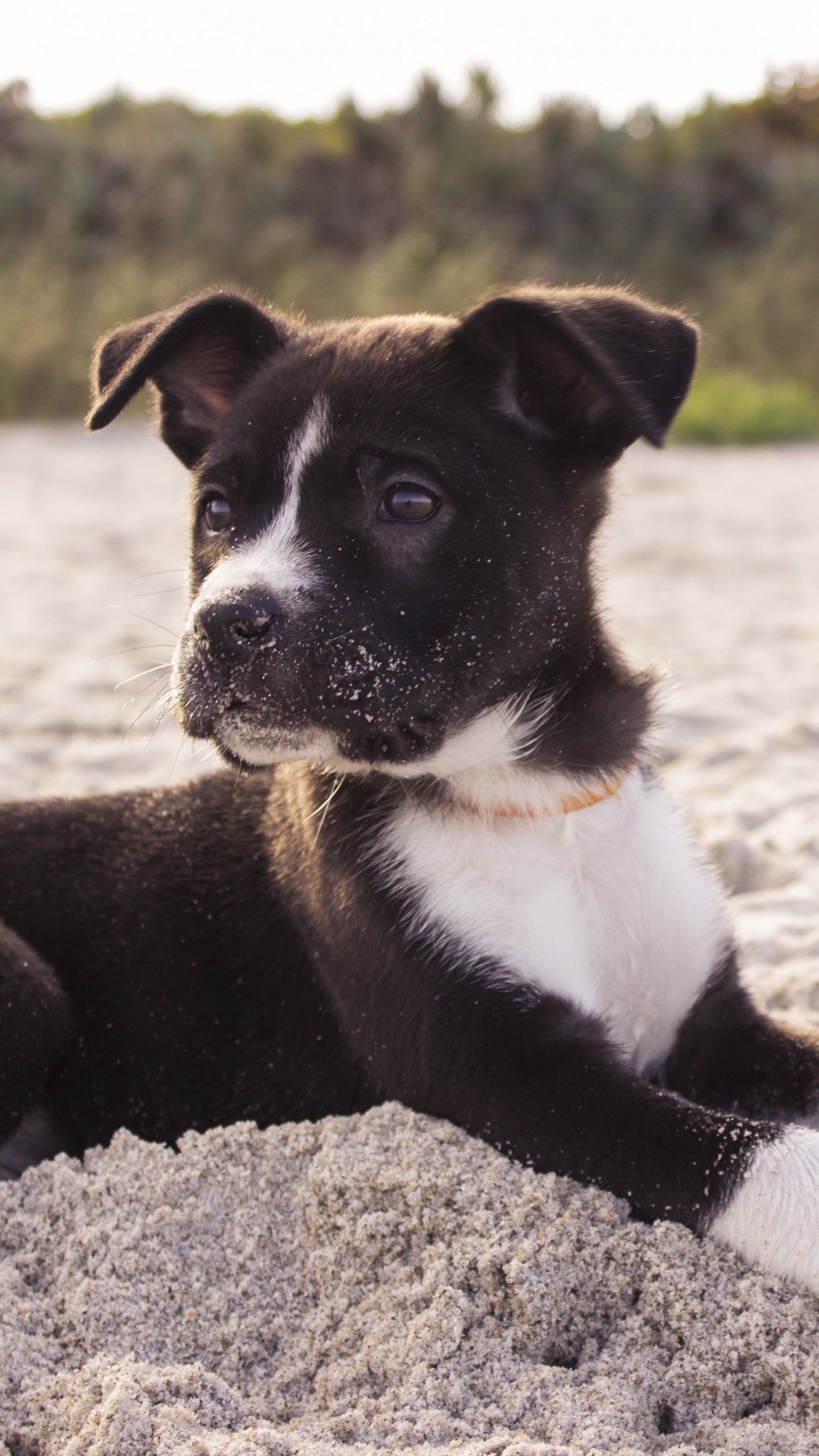 Puppy on the Beach Wallpaper, Android & Desktop Background