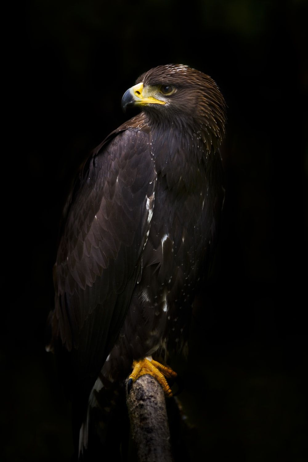 Golden Eagle Picture [HD]. Download Free Image & Stock