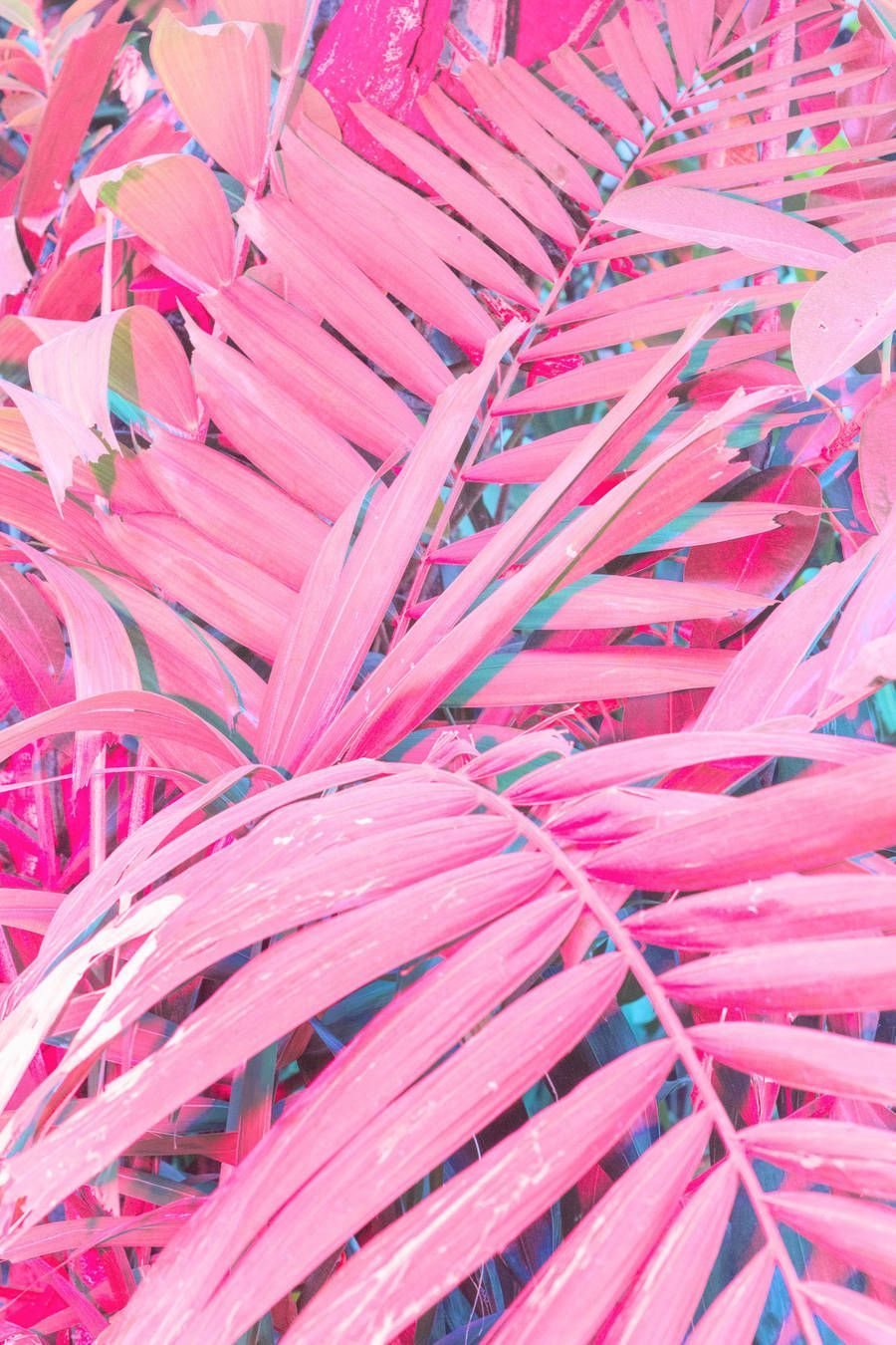 iPhone Wallpaper. Pink, Magenta, Pattern, Design, Muscle, Plant