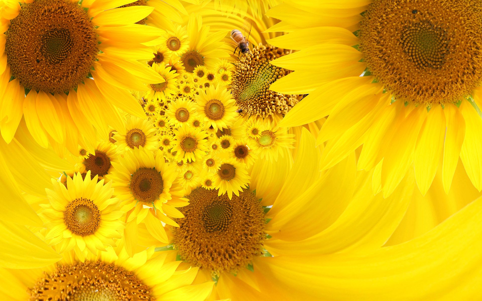 sunflowers 4K wallpaper for your desktop or mobile screen free