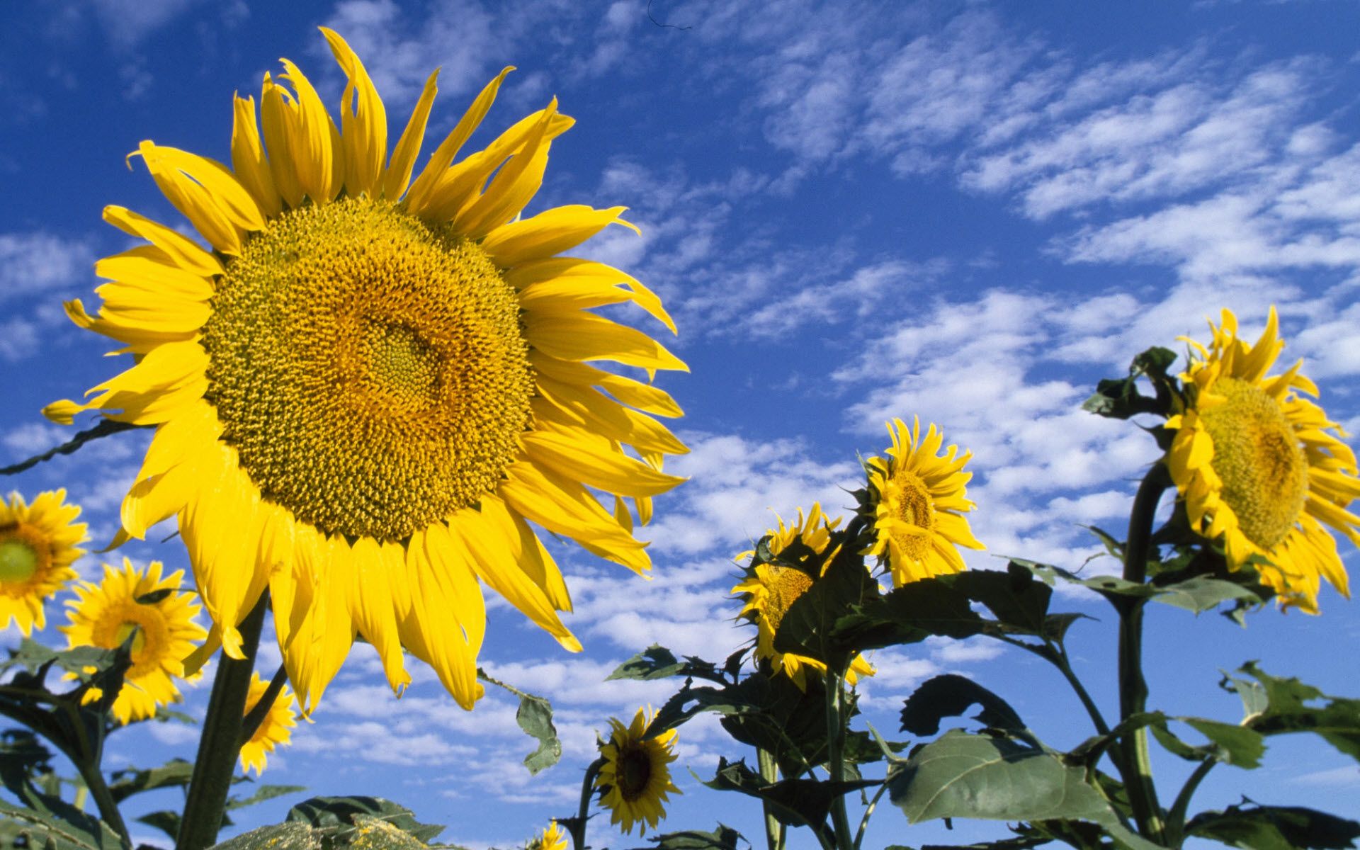 sunflowers 4K wallpaper for your desktop or mobile screen free