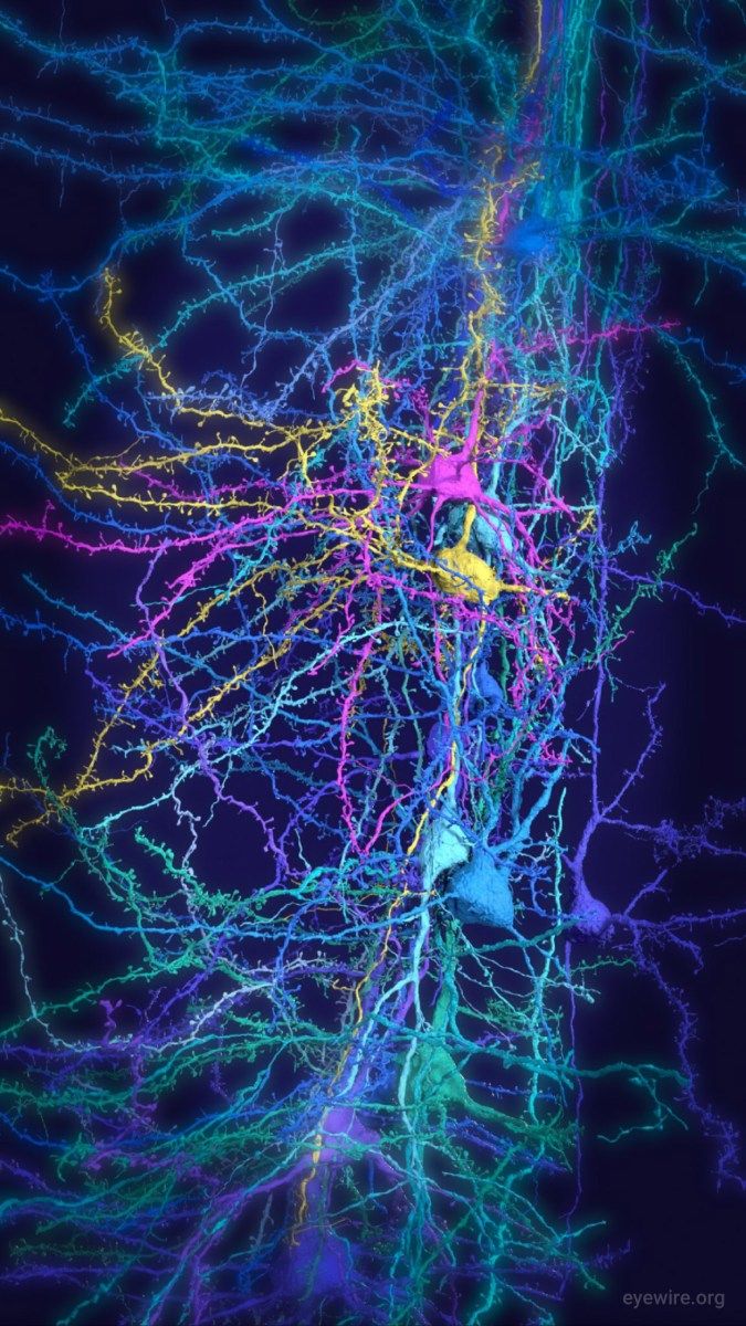 Neuron iPhone and Android Wallpaper