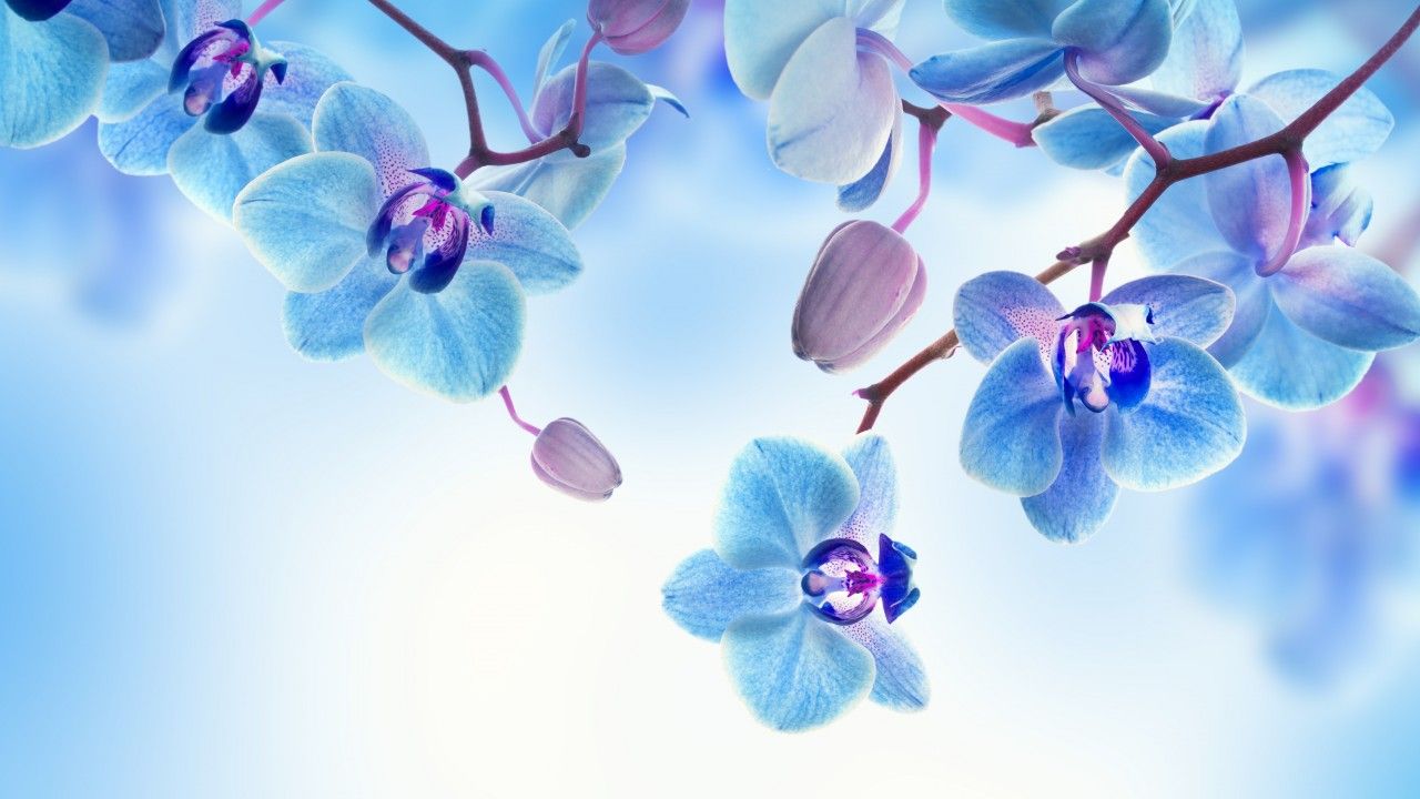 Orchid, 5k, 4k wallpaper, flowers, blue, white horizontal