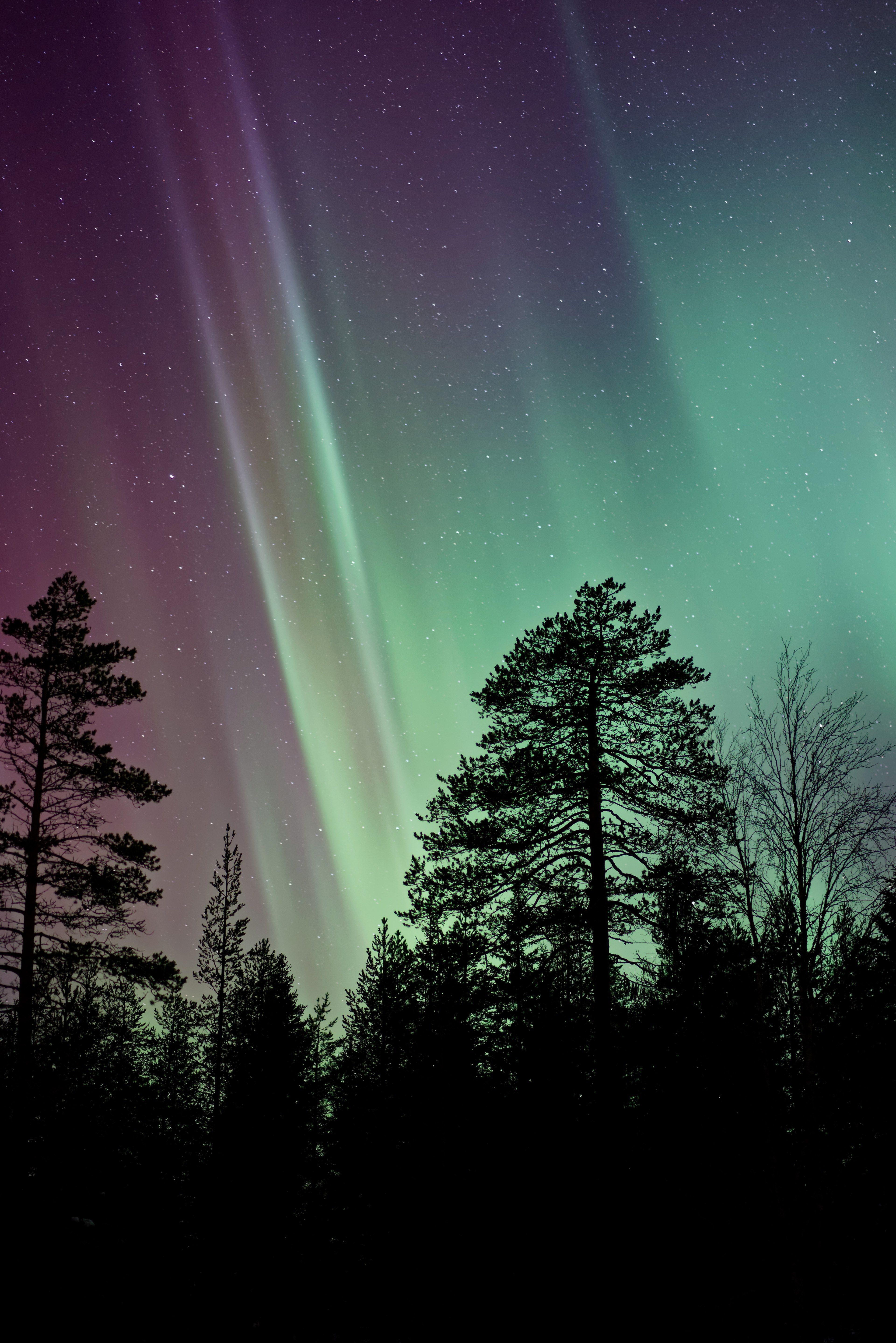 tree silhouette northern light and aurora borealis HD 4k wallpaper