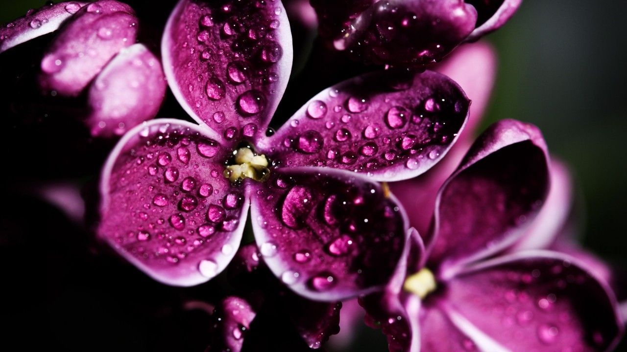 Lilac, 5k, 4k wallpaper, 8k, purple, drops (horizontal). Flower