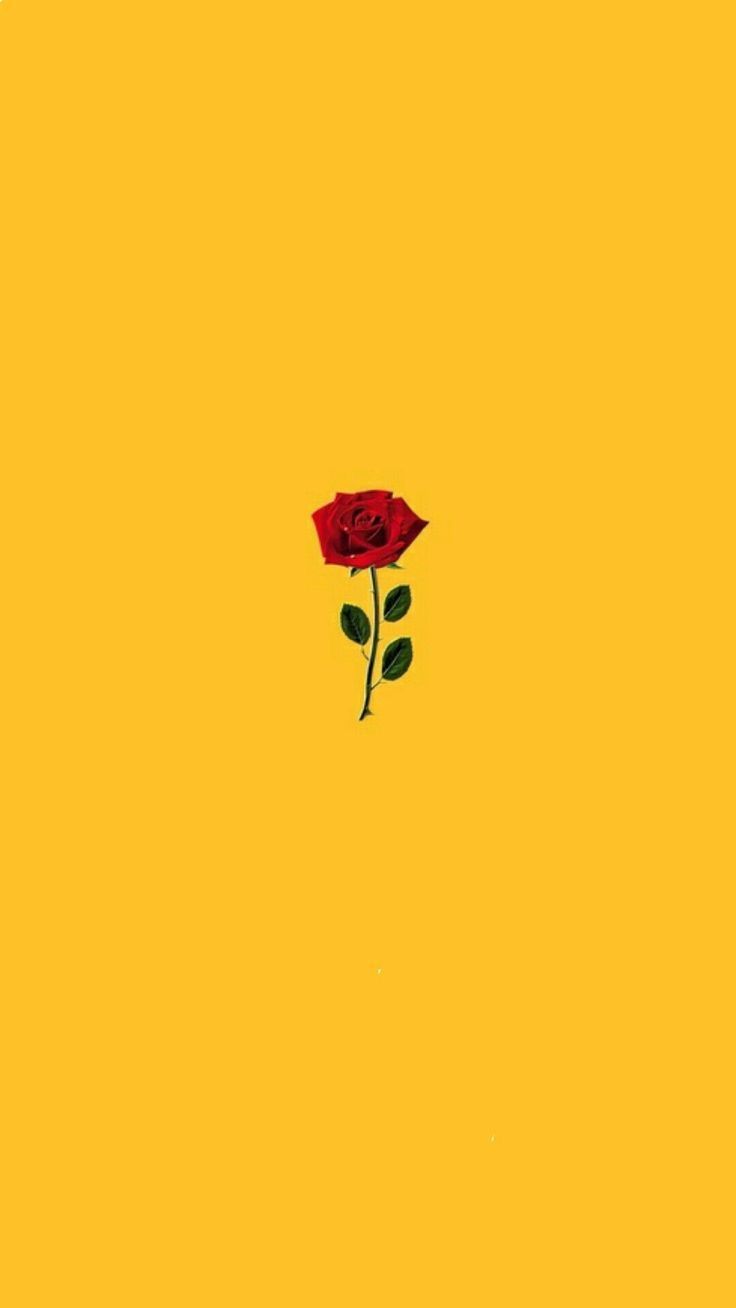 visit for more just a simple red rose in front of a yellow back