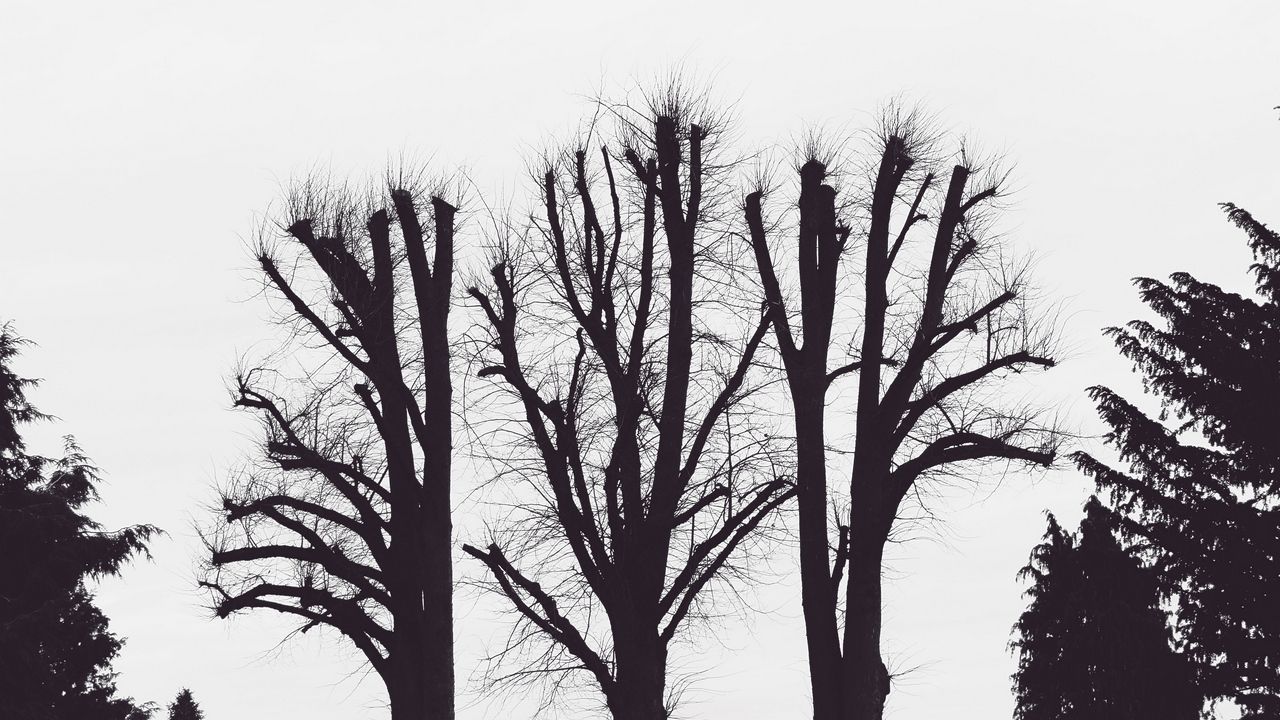 Download wallpaper 1280x720 trees, branches, aesthetic, bw hd, hdv