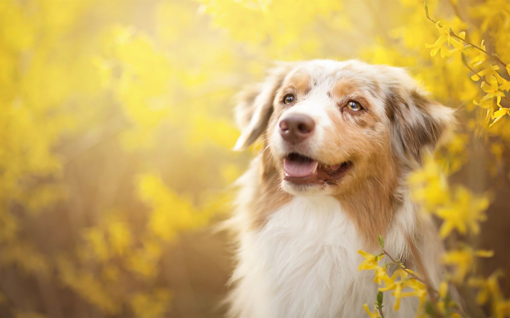Wallpaper Dog, yellow flowers, spring 1920x1080 Full HD 2K Picture