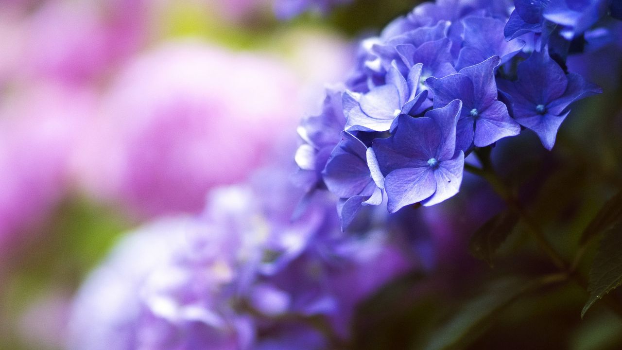 Beautiful flowers, 5k, 4k wallpaper, blue, spring, macro