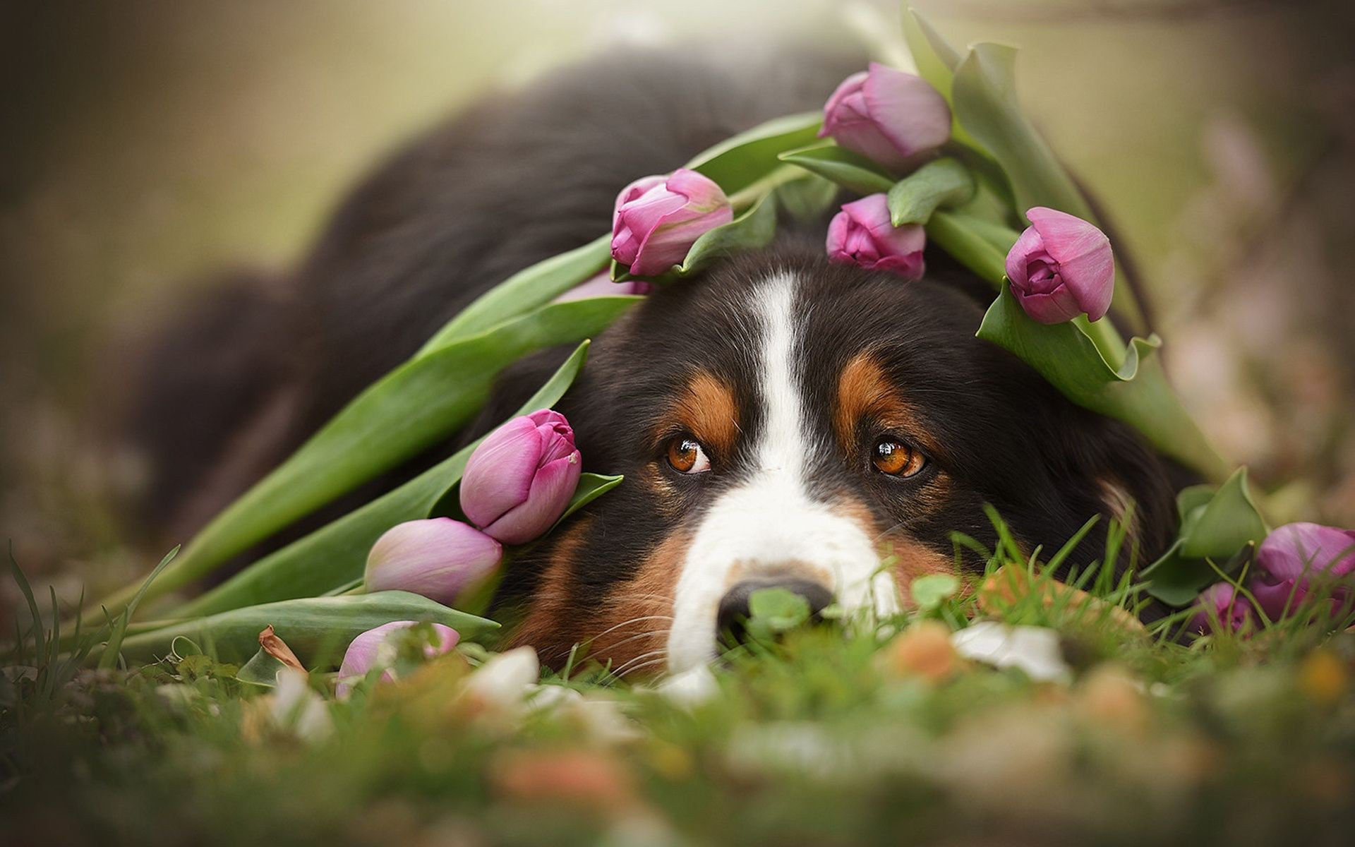 Download wallpaper Berner Sennenhund, spring, pets, tulips