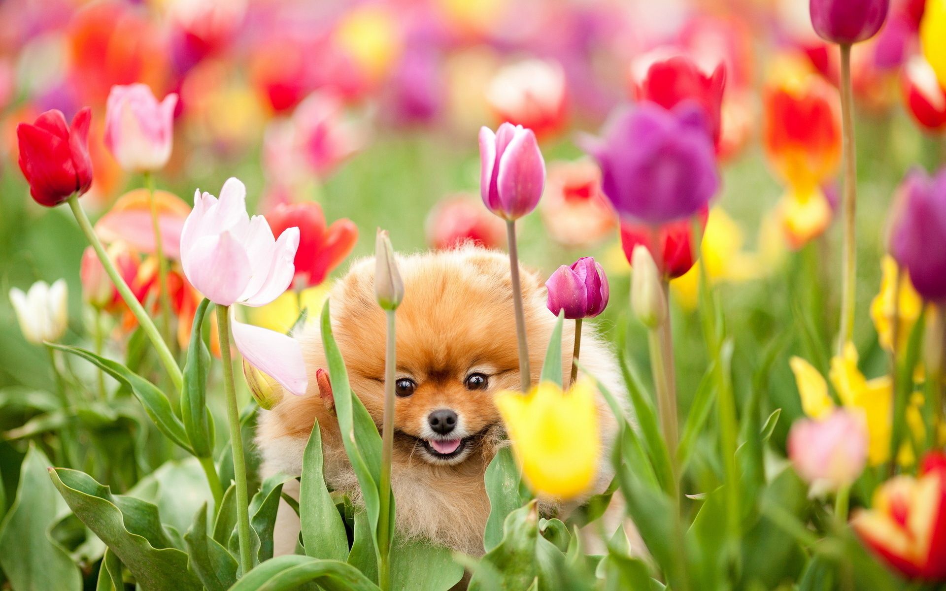 Spring Dog Wallpaper