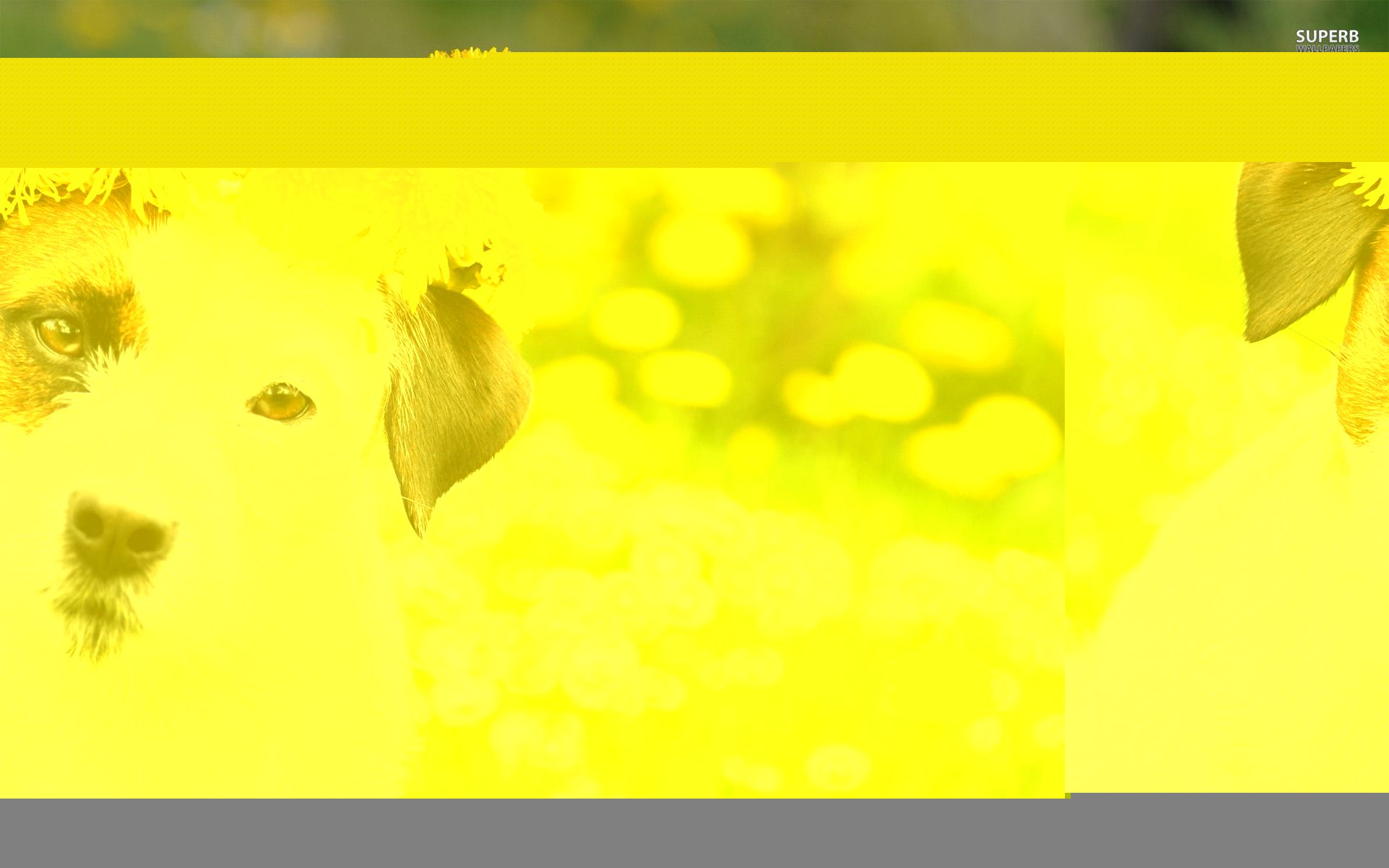 Spring Dog Wallpaper