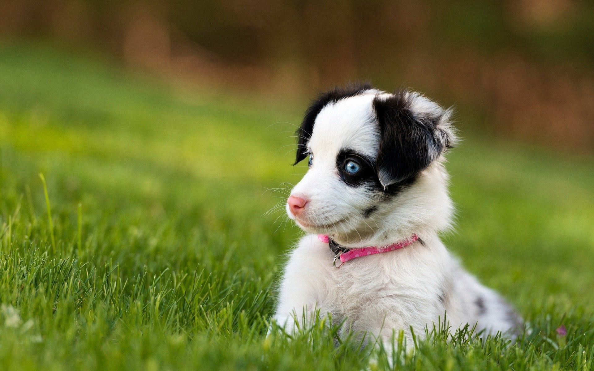 dog, Puppy, Grass, Dogs, Puppies Wallpaper HD / Desktop