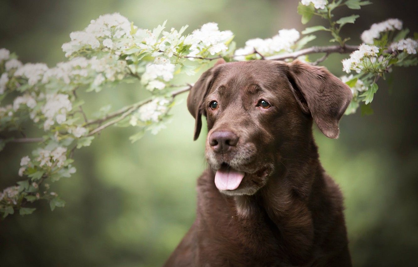 Wallpaper language, look, face, flowers, branches, nature, portrait, dog, spring, white, flowering, green background, brown image for desktop, section собаки