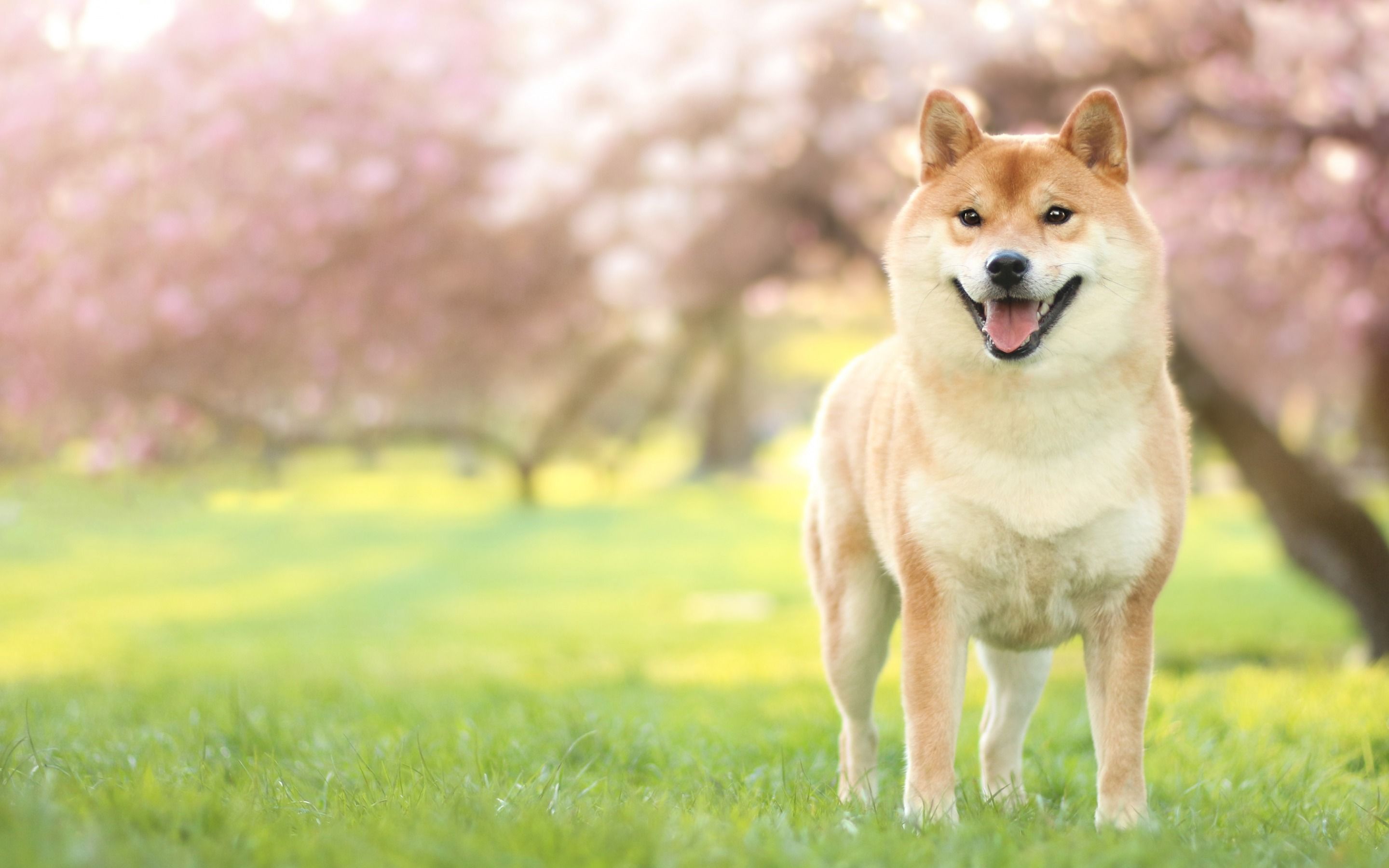 Download wallpaper Akita Inu, lawn, pets, dogs, spring, cute
