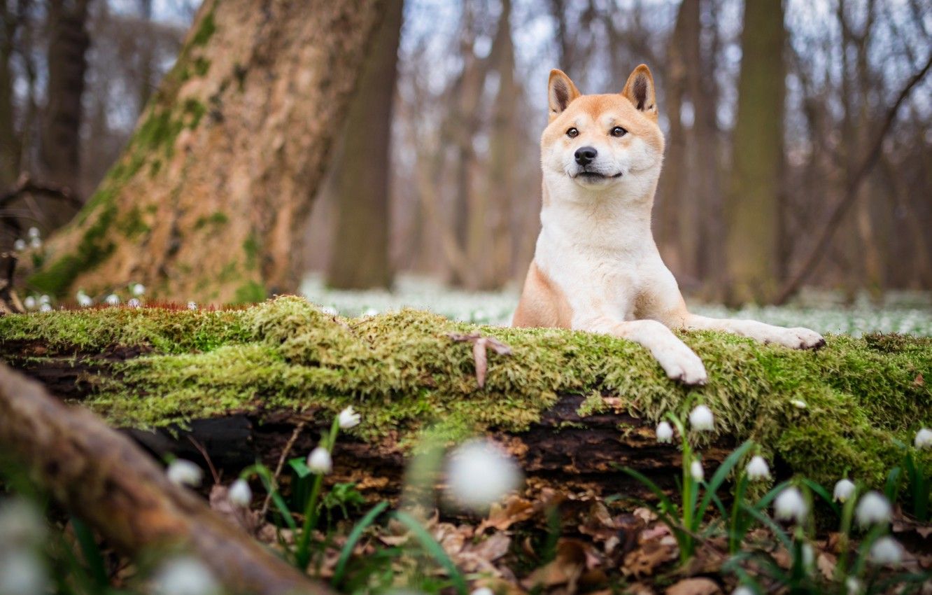 Dogs In The Spring Wallpapers - Wallpaper Cave