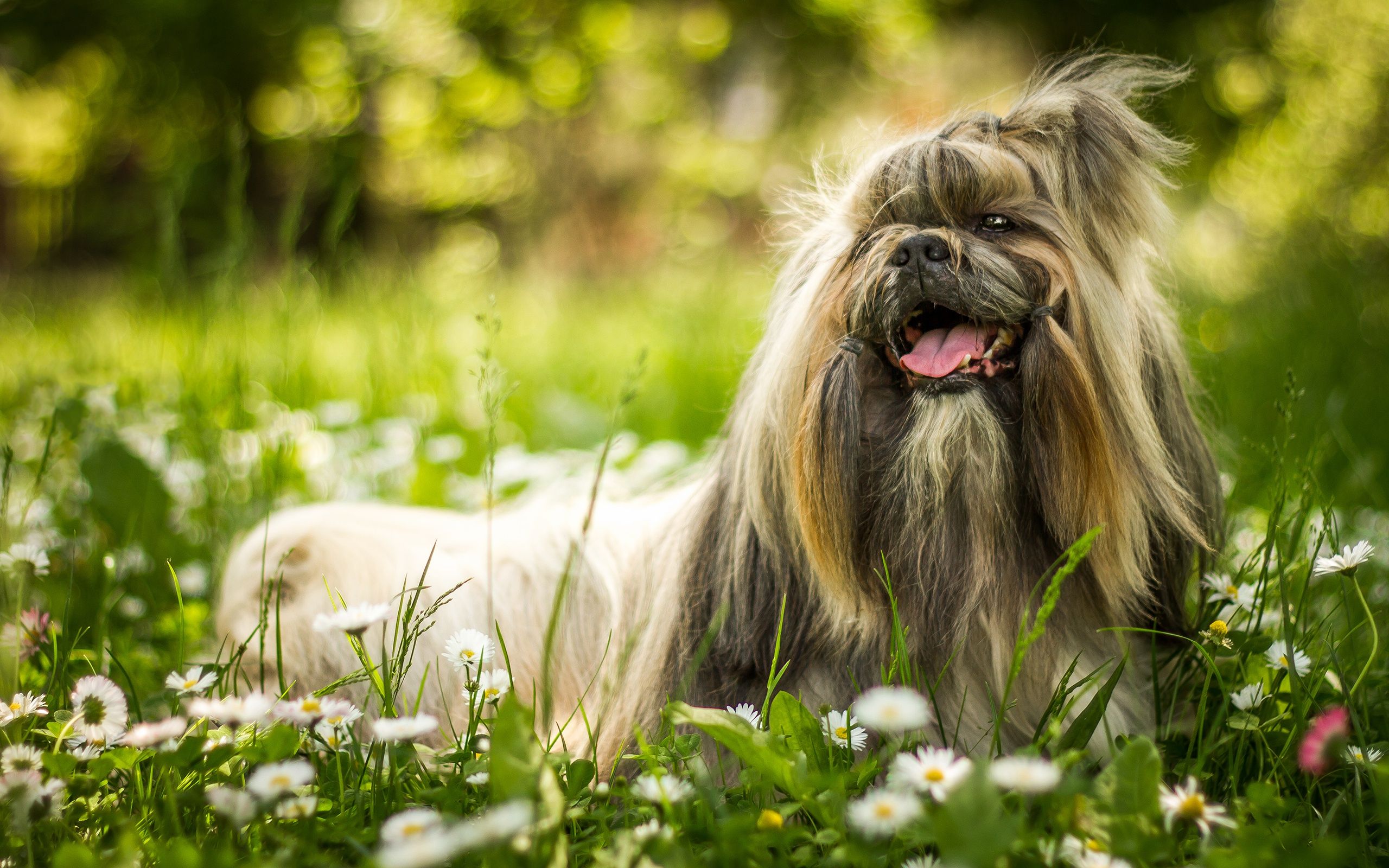 Download wallpaper pekingese, fluffy dog, pets, green grass