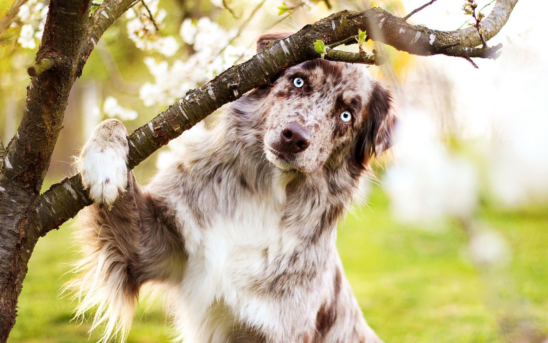 Download wallpaper Aussie, fluffy dog, spring, Australian