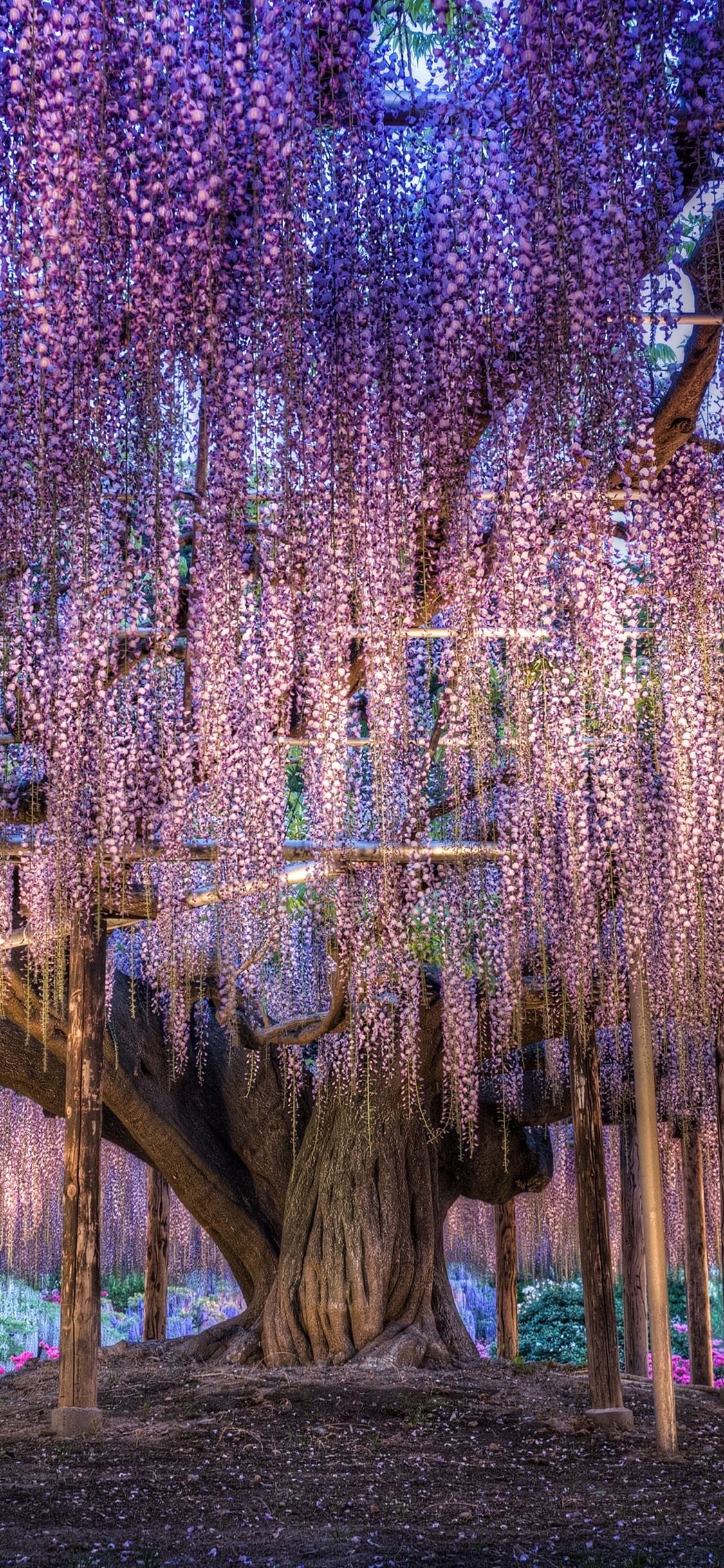 Japan, beautiful wisteria, purple flowers 1125x2436 iPhone 11 Pro