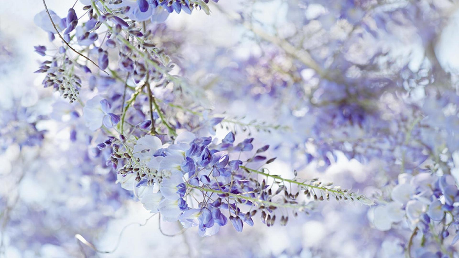 Free Wisteria Wallpaper for Computer