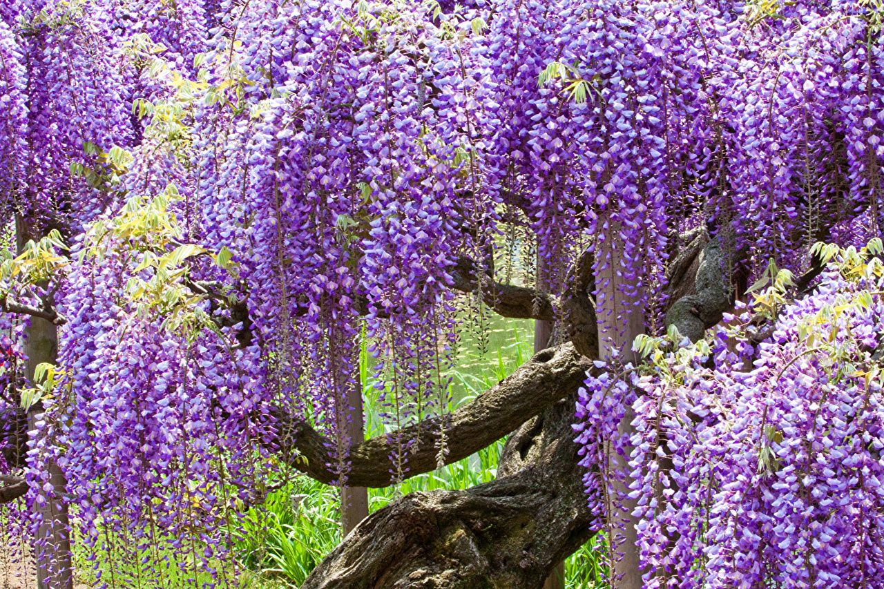 Desktop Wallpaper Japan Ashikaga Flower Park flower Wisteria